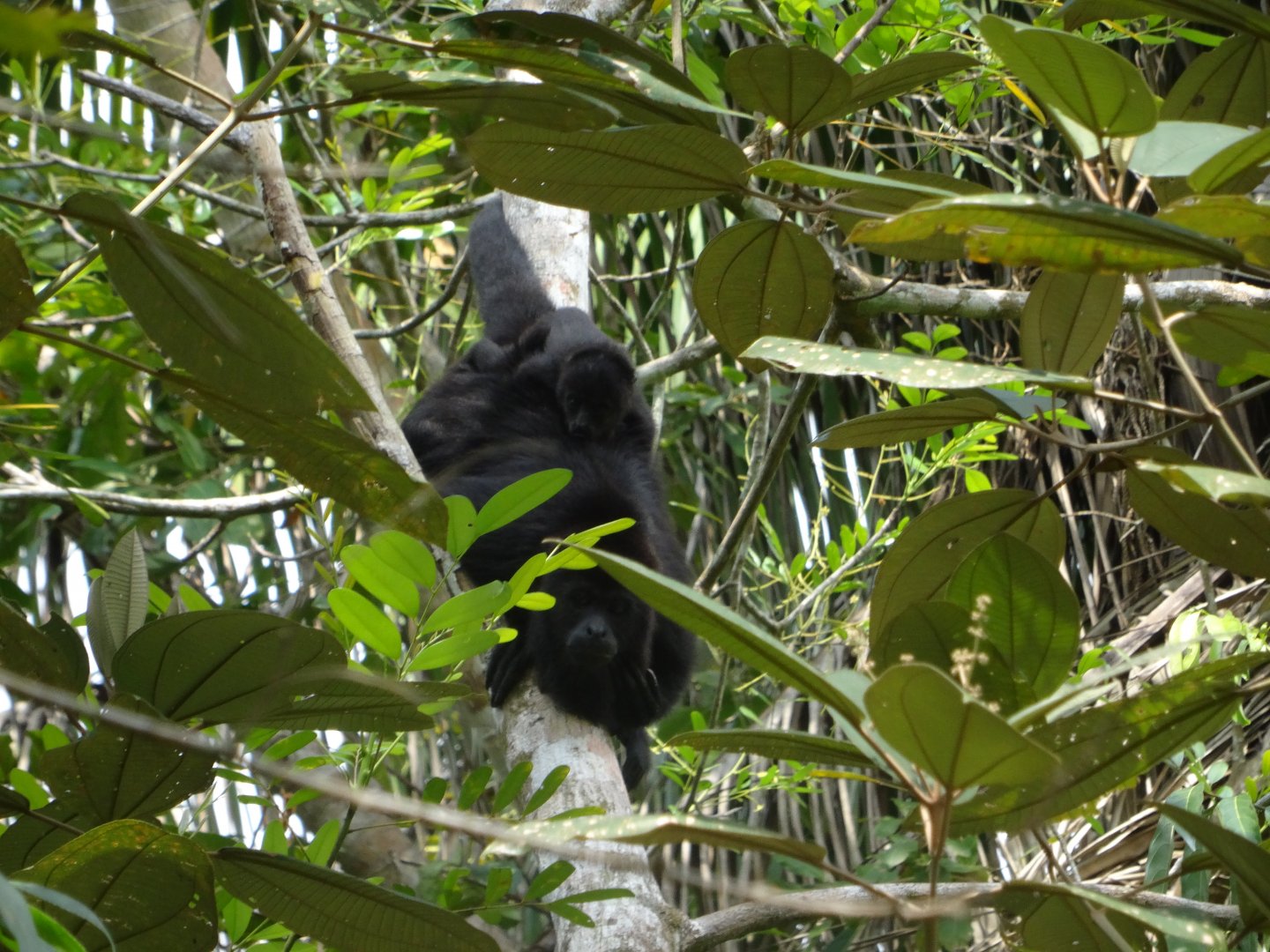 Community Baboon Sanctuary- Yucatan Black Howler Monkey with Infant
