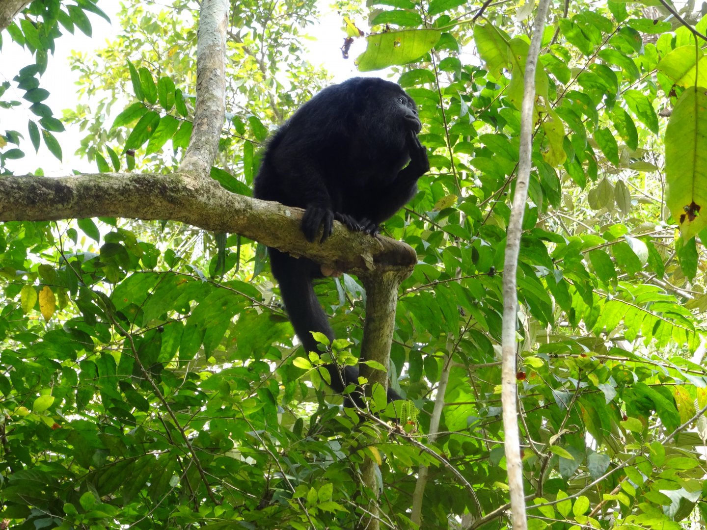 Community Baboon Sanctuary- Yucatan Black Howler Monkey