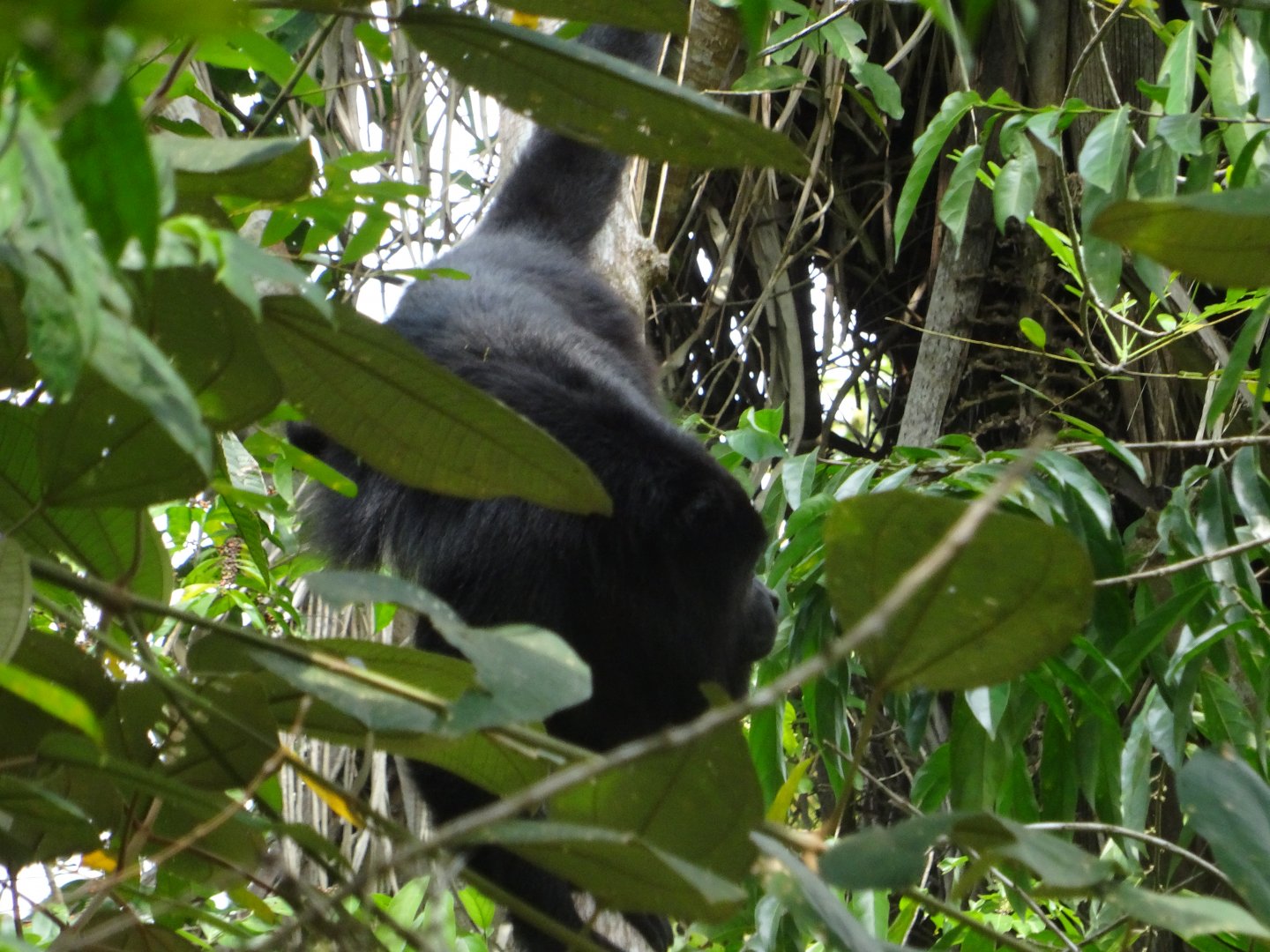 Community Baboon Sanctuary- Yucatan Black Howler Monkey
