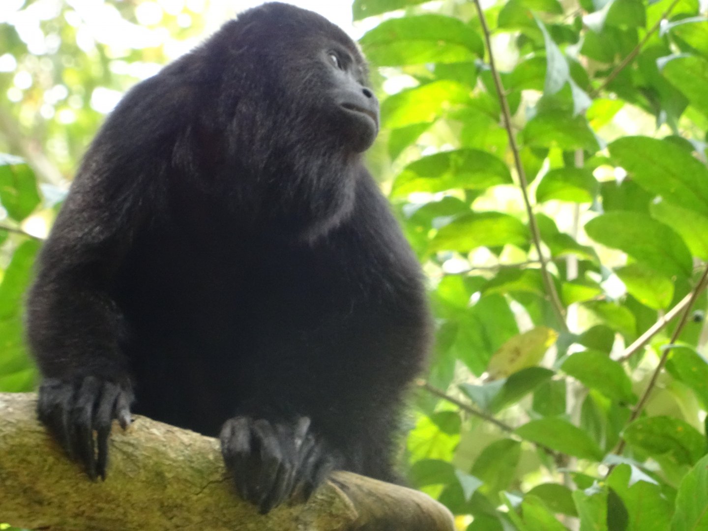 Community Baboon Sanctuary- Yucatan Black Howler Monkey