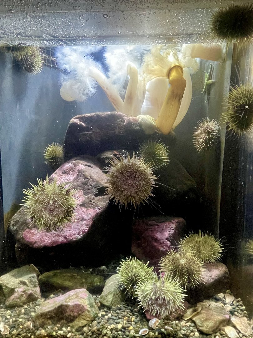 Community of Sea Creatures