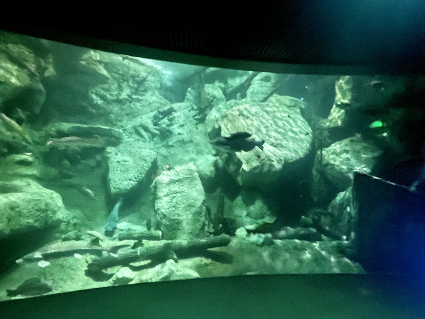 Community Pond Underwater View