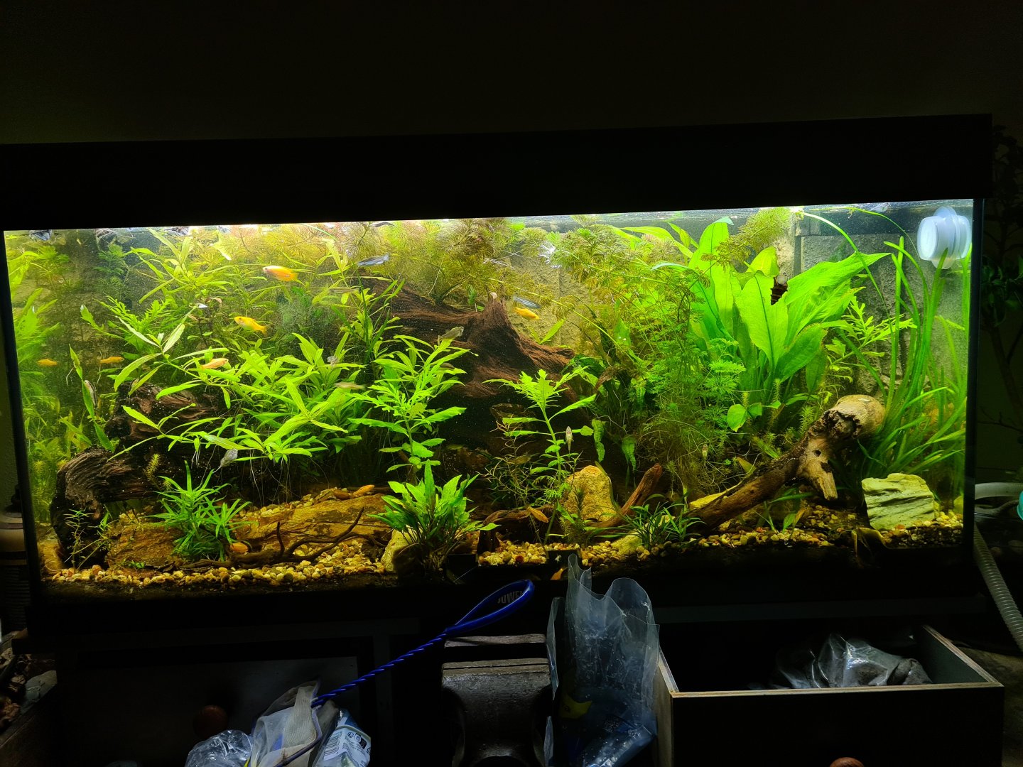 Community tank