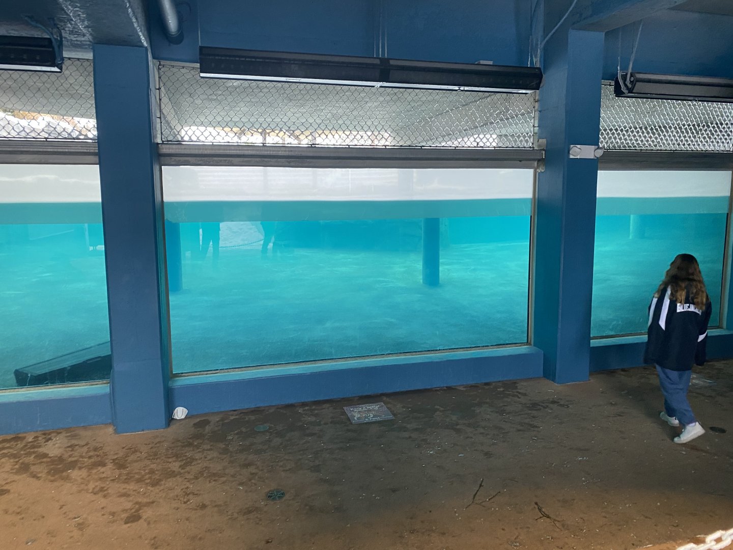 Como Harbour - Underwater Viewing Window