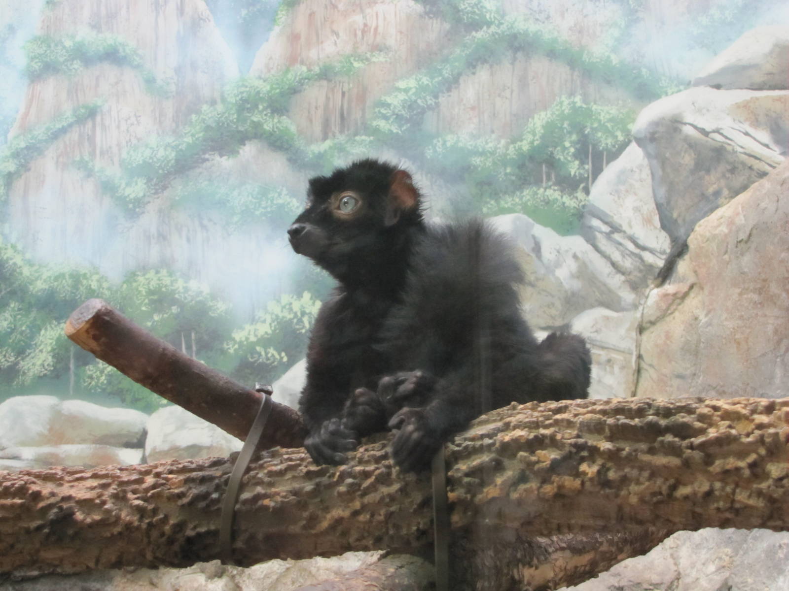Como Zoo 2010 - Black Lemur in the Primate House