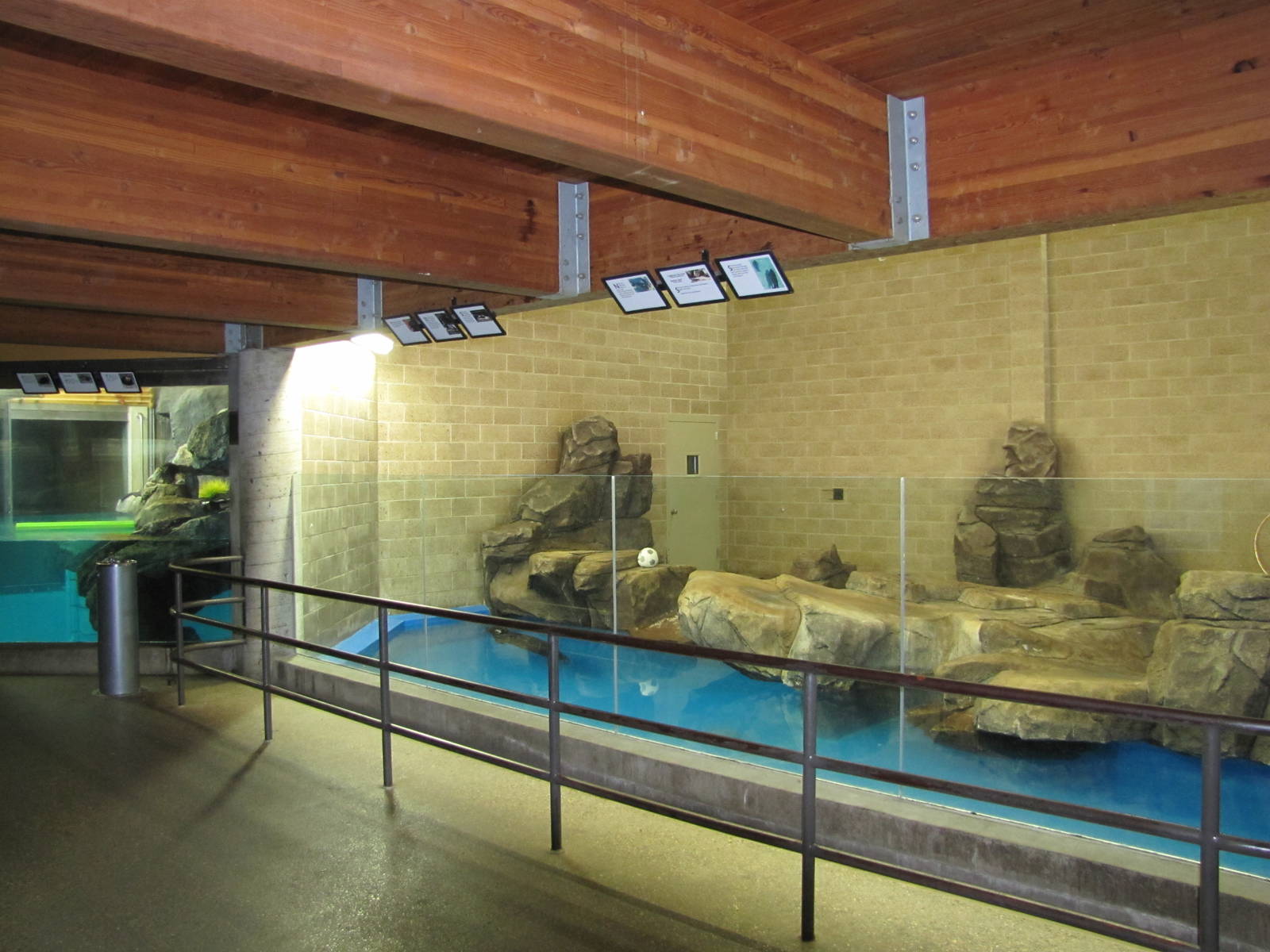 Como Zoo 2010 - Common Seal pool inside the Aquatic Animals building