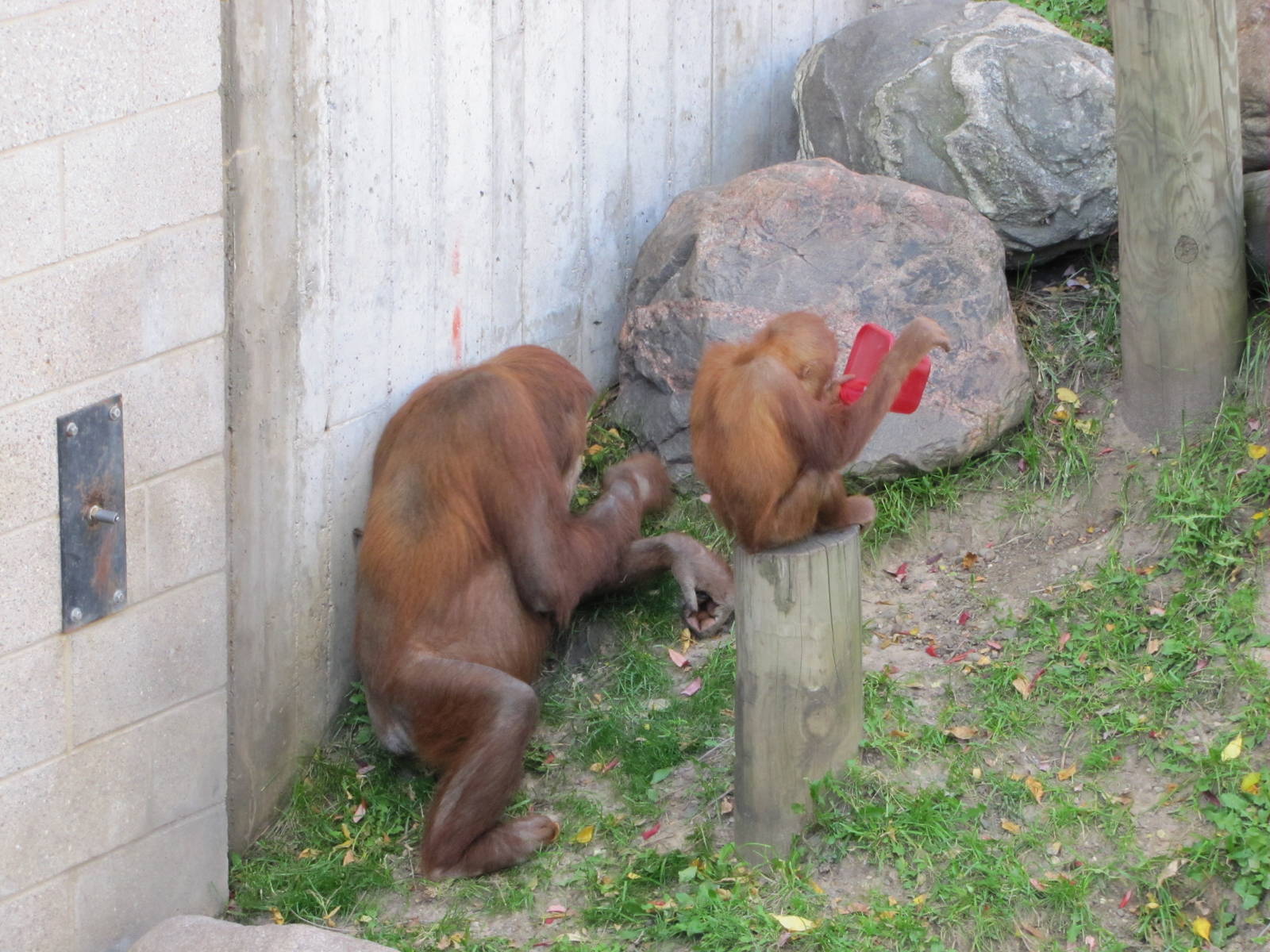 Como Zoo 2010 - Experimenting life by putting a bucket on his head