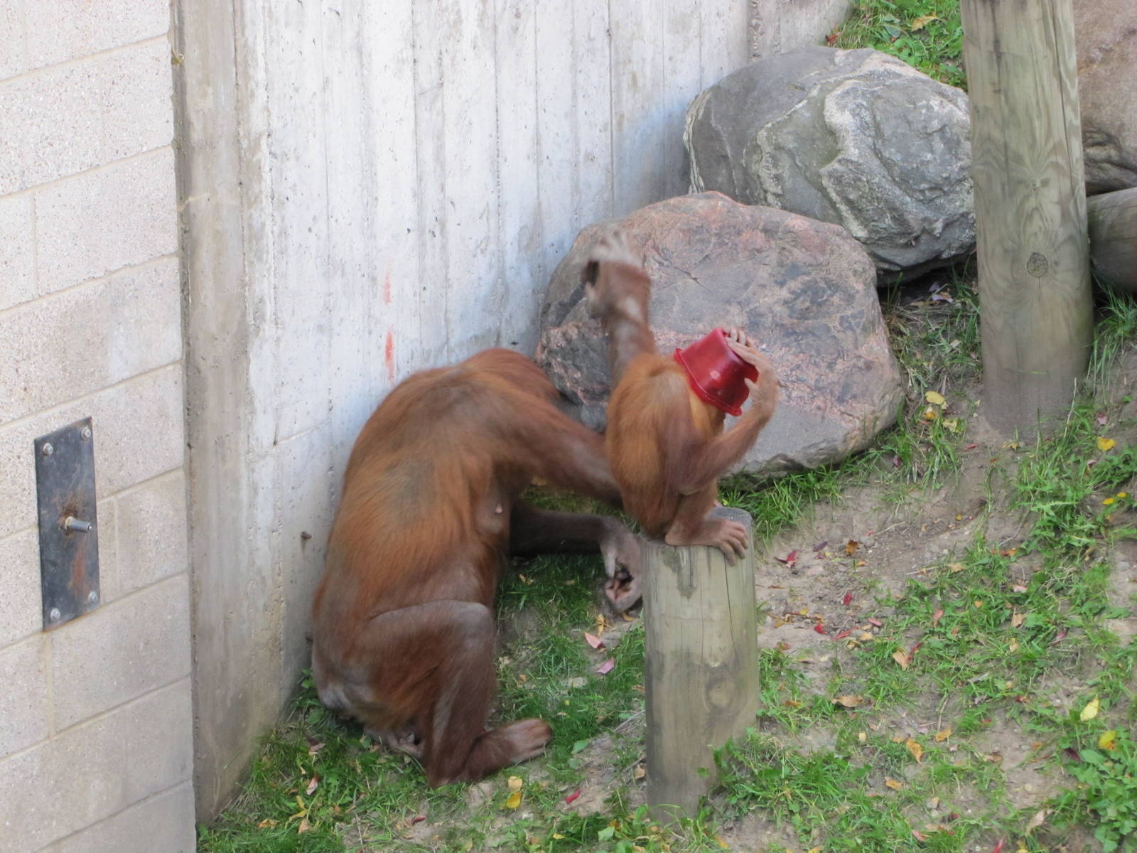 Como Zoo 2010 - Experimenting life by putting a bucket on his head