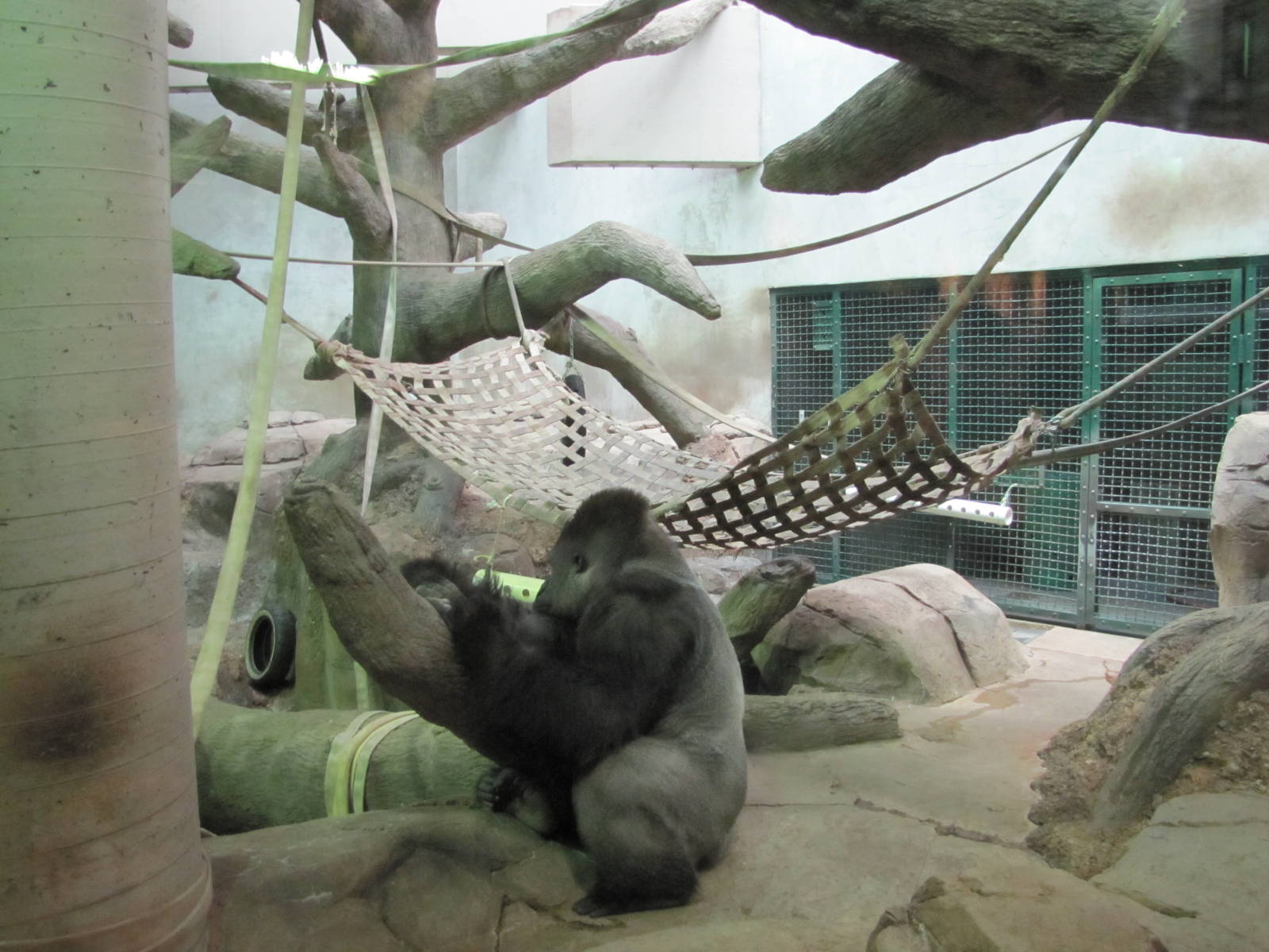 Como Zoo 2010 - Gorilla indoor exhibit in the Primate House