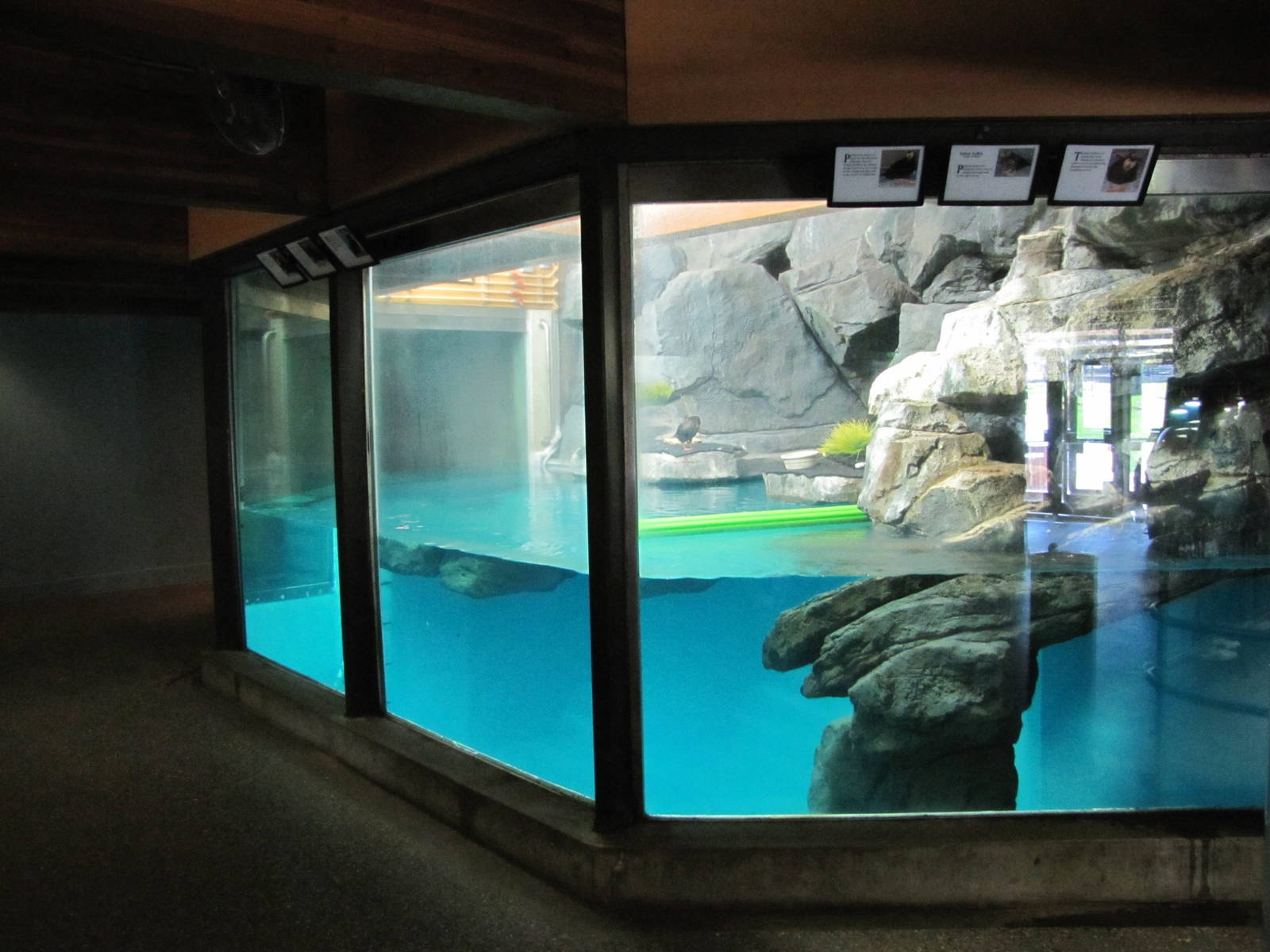 Como Zoo 2010 - Indoor Puffin exhibit