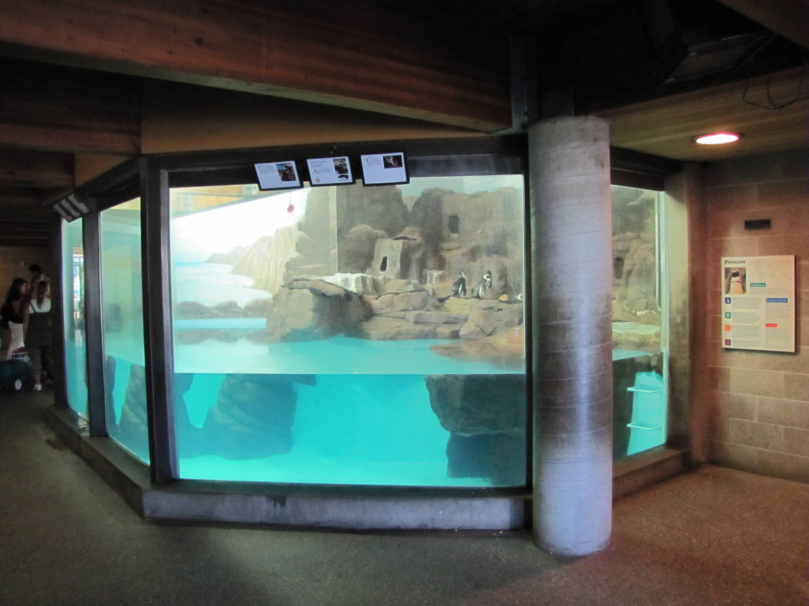 Como Zoo 2010 - Jackass Penguin indoor exhibit in the Aquatic Animals build