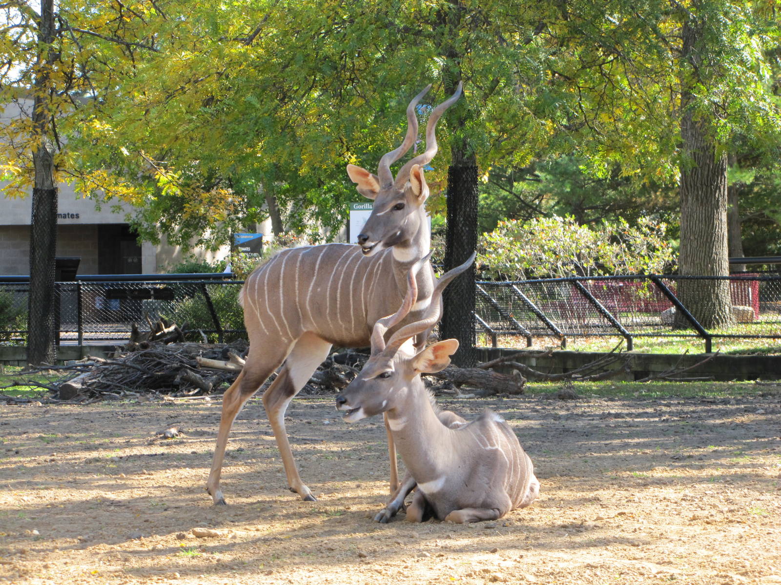 Como Zoo 2010 - Lesser Kudu
