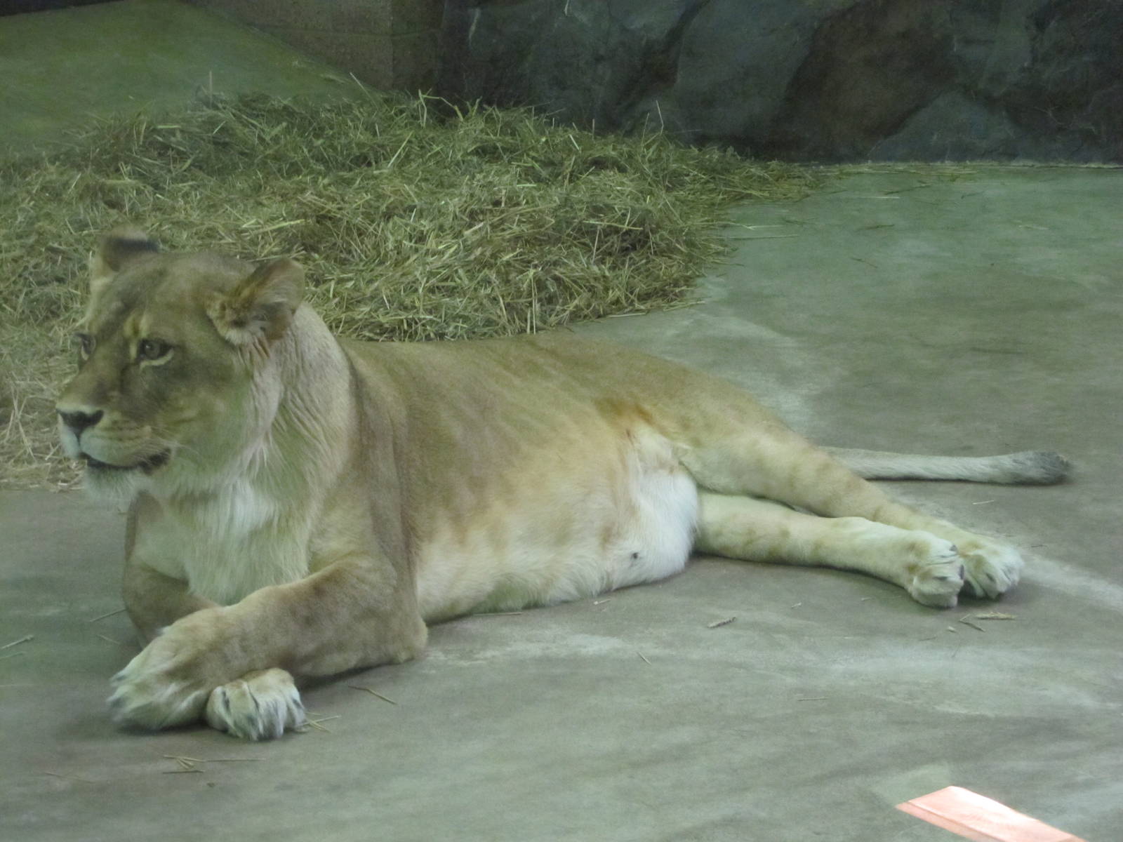 Como Zoo 2010 - Lioness inside the Large Cat building