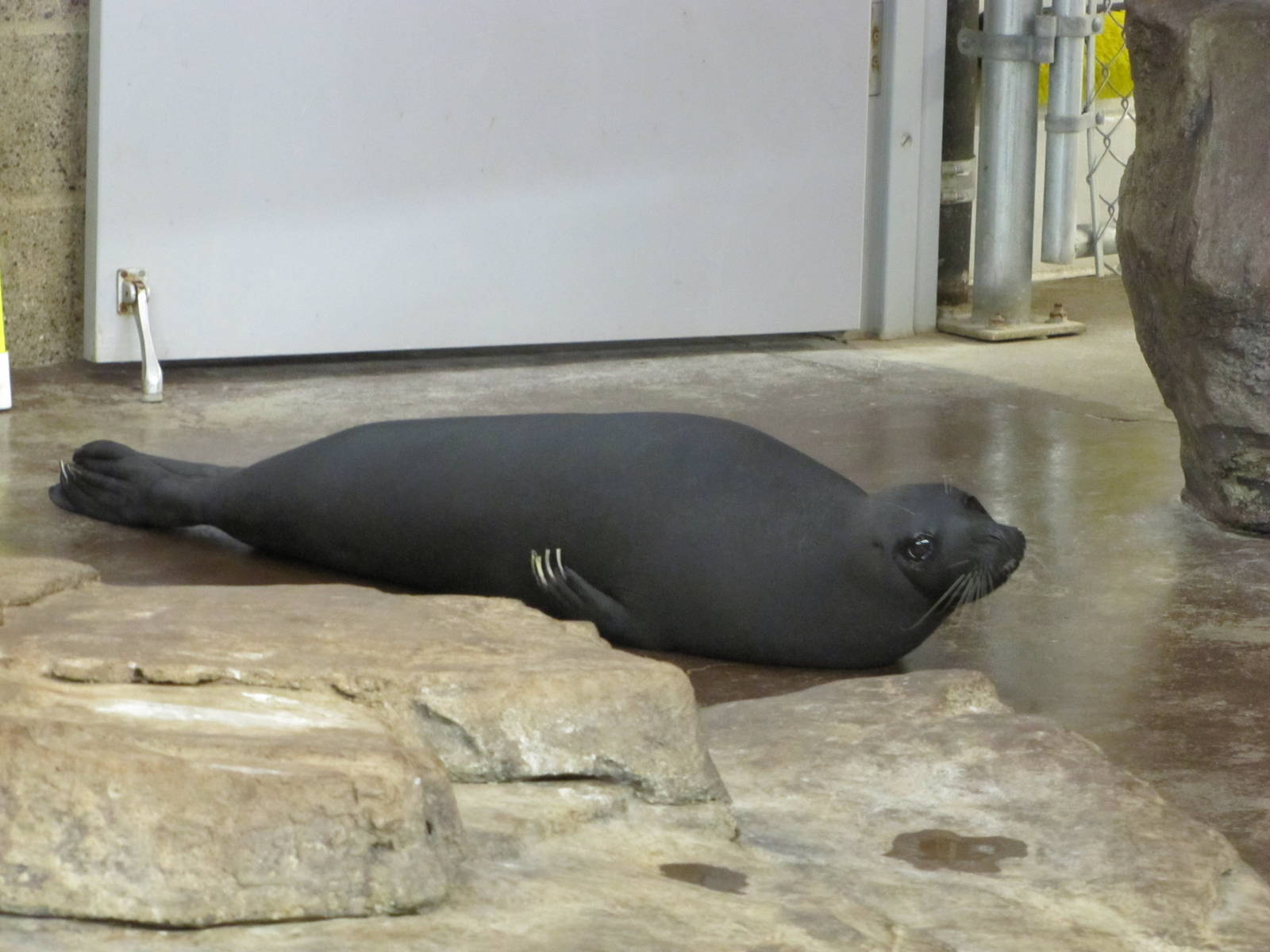 Como Zoo 2010 - Odd-looking Common Seal or what do you think?