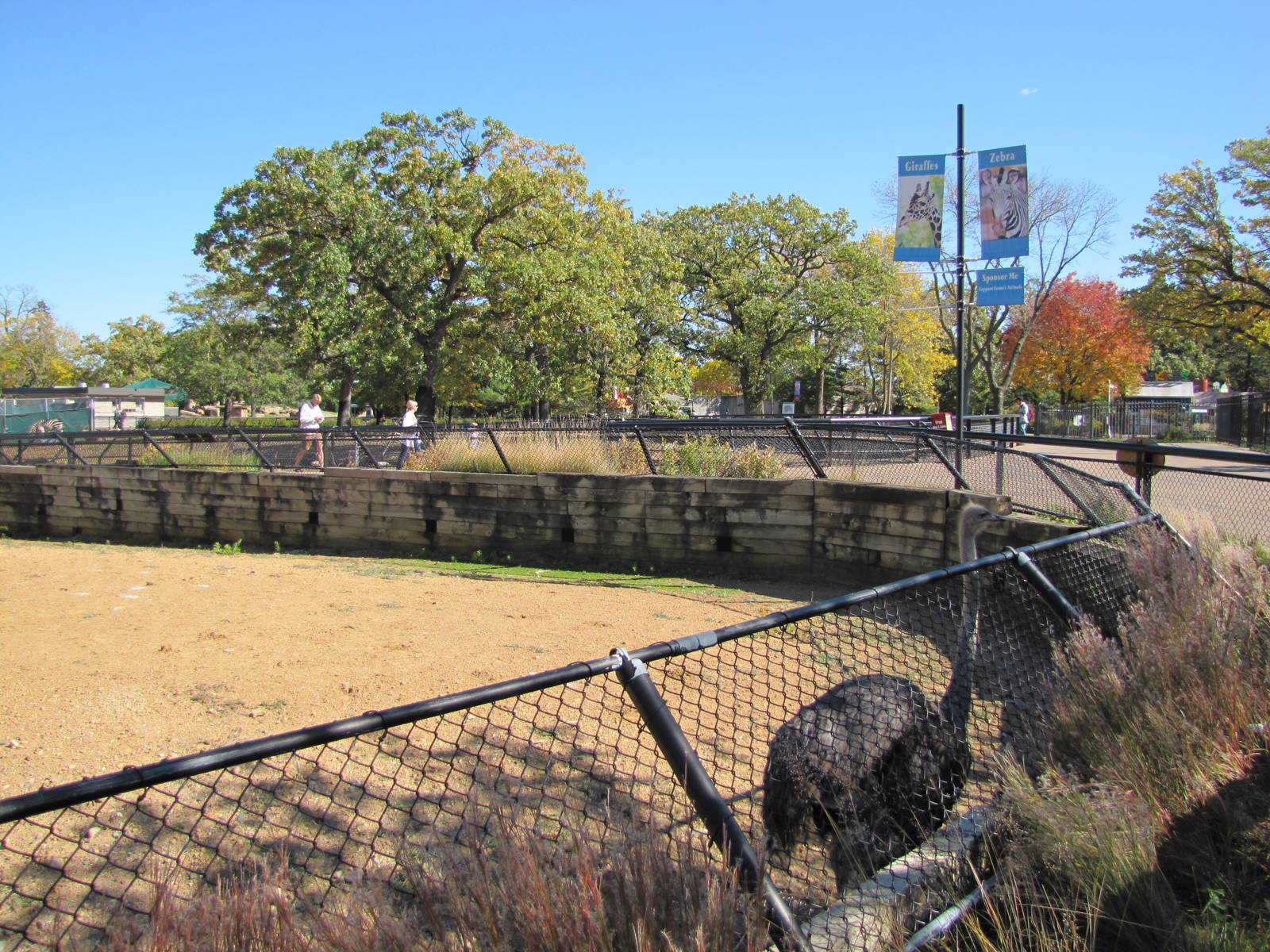 Como Zoo 2010 - Ostrich in the African Hoofed Stock complex