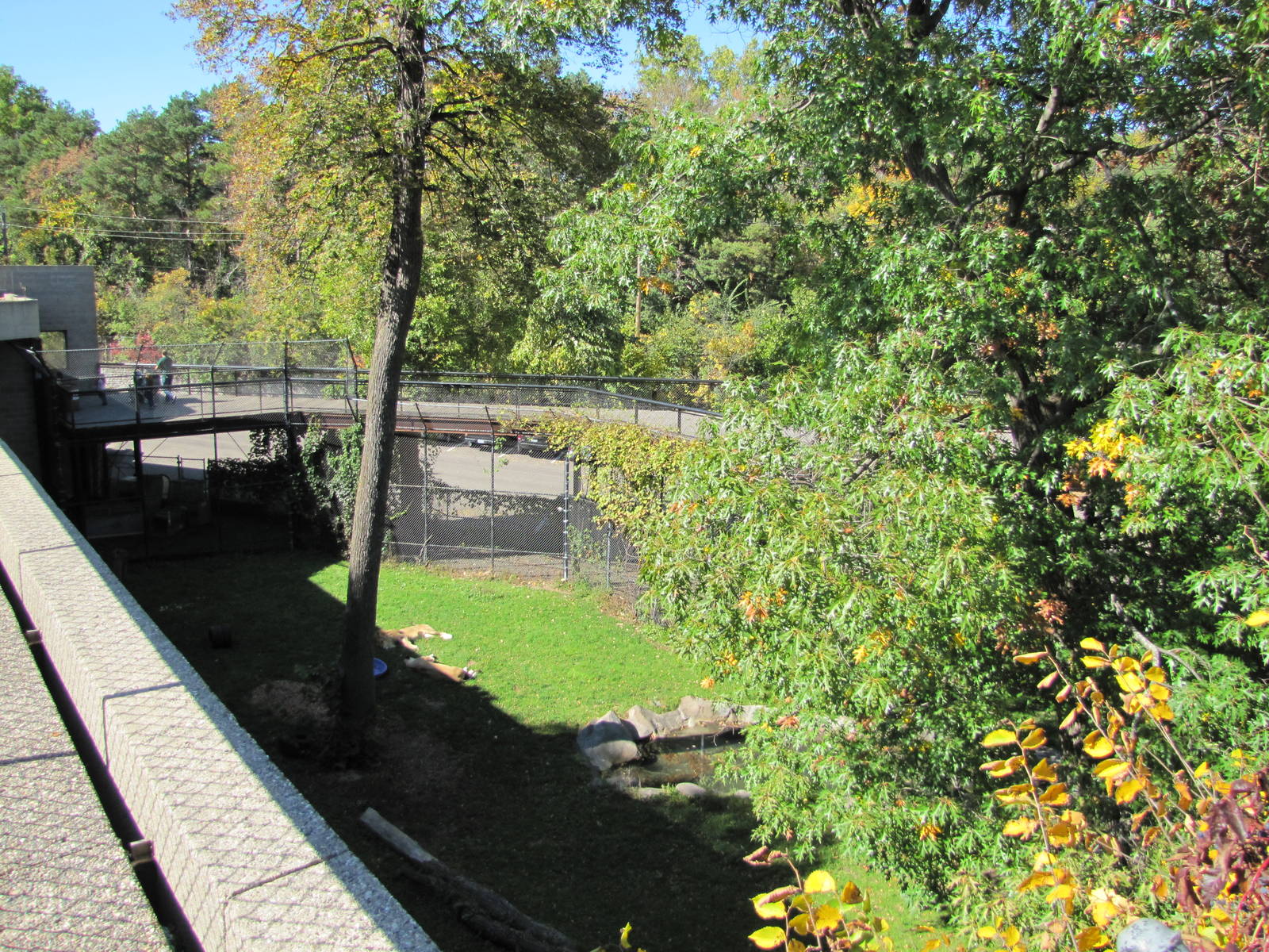 Como Zoo 2010 - Part of African Lion exhibit