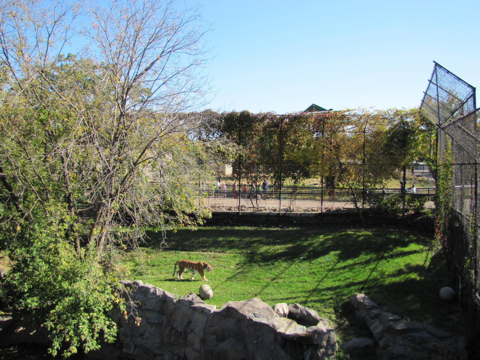 Como Zoo 2010 - Part of Amur Tiger exhibit