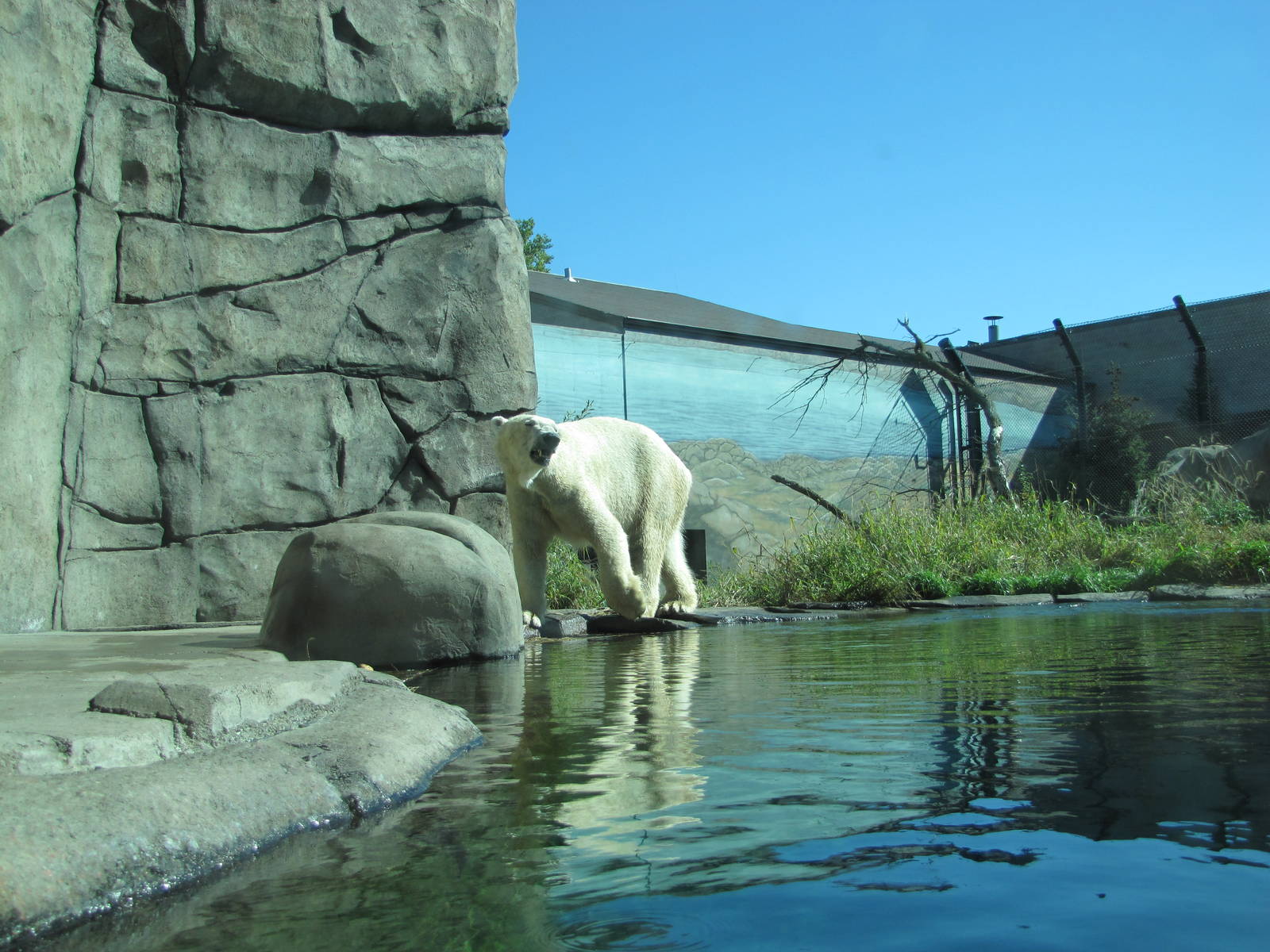 Como Zoo 2010 - Polar Bear in the first exhibit of Polar Bear Odyssey