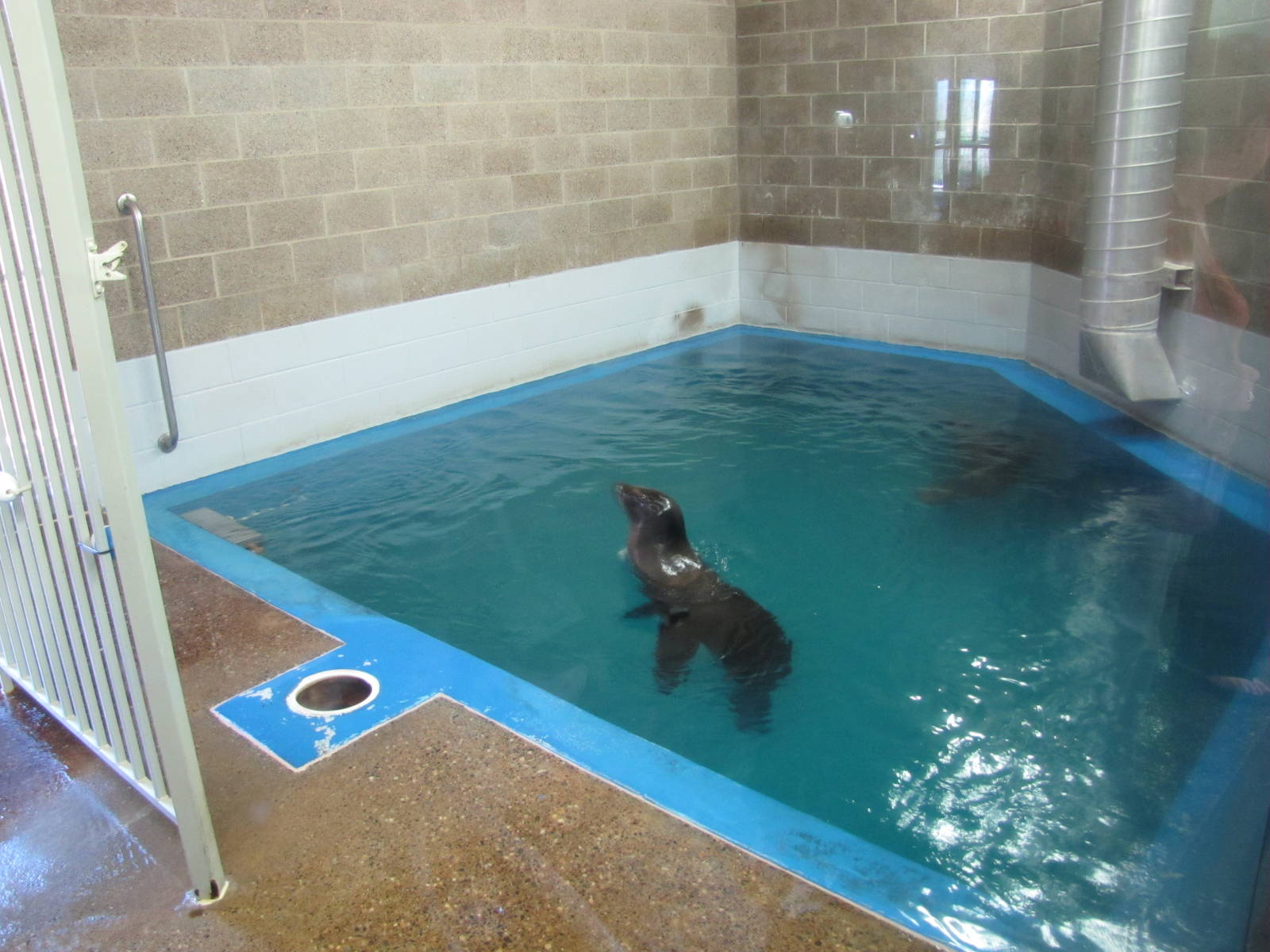 Como Zoo 2010 - Sea Lion inside the Aquatic Animals building