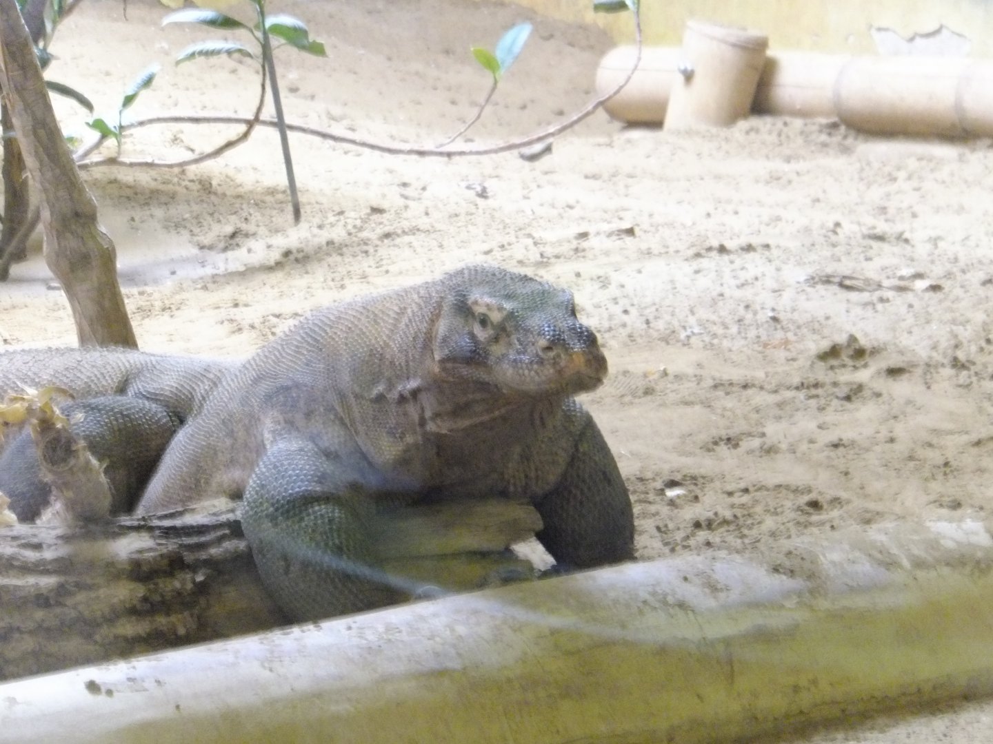 Comodo dragon