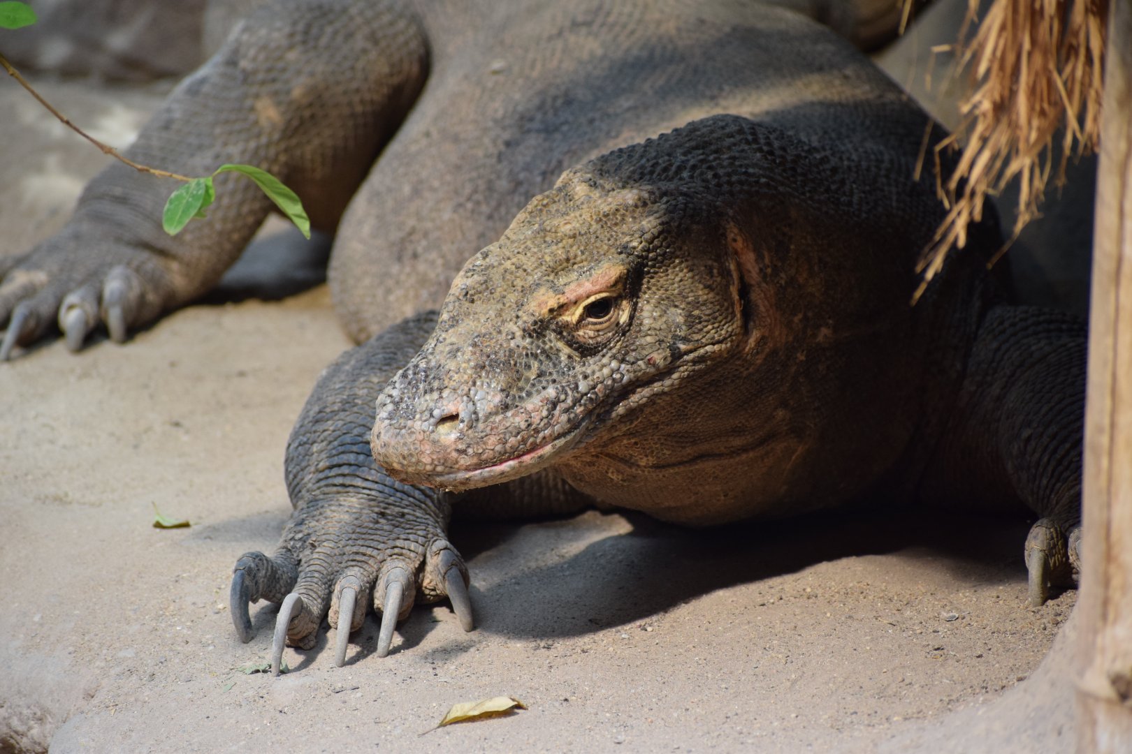 Comodo dragon