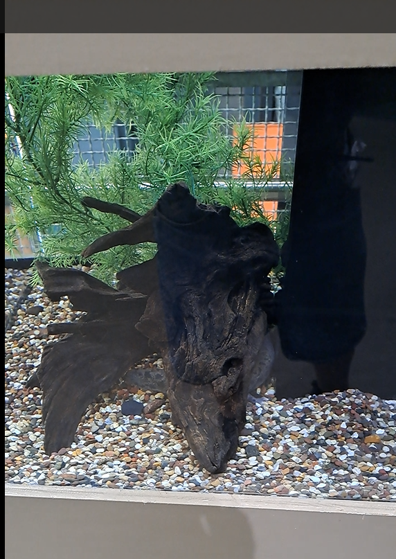 comon mudpupy exhibit