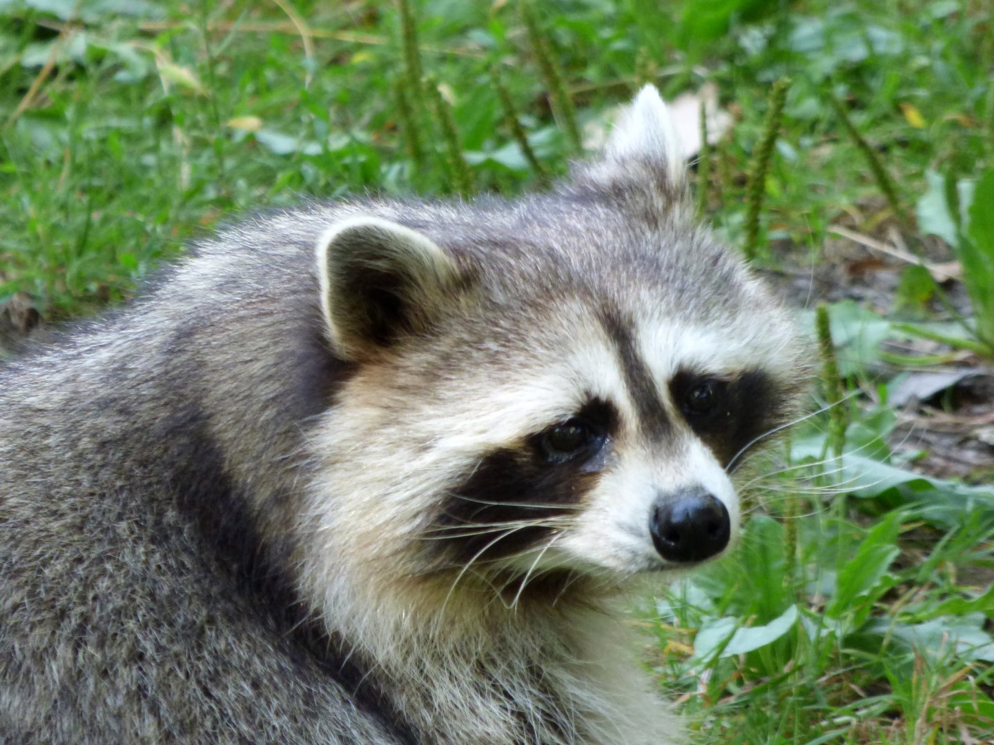 Comon raccoon (Procyon lotor) - Legendia Parc