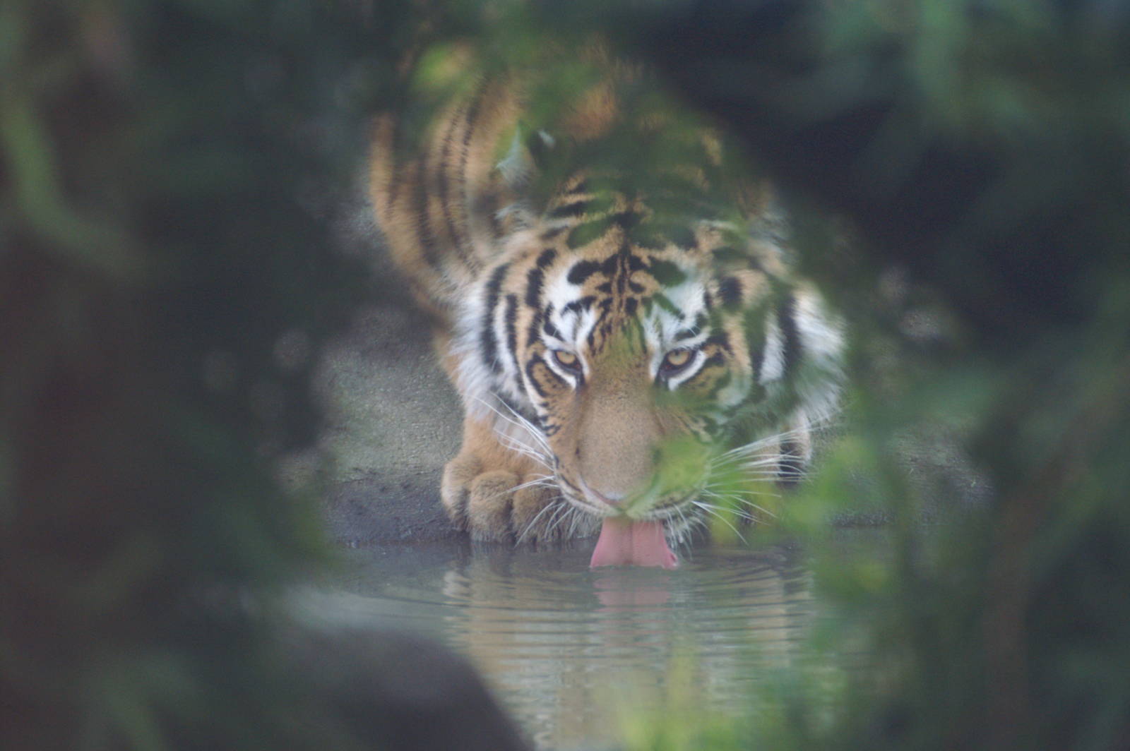 Comp entry Colchester (animal in natural setting)