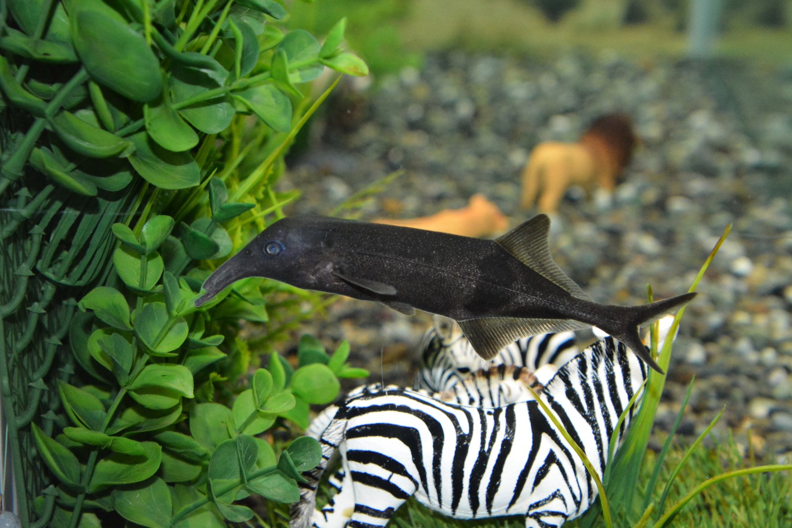 Compact nose mormyrid (Campylomormyrus cf. compressirostris)