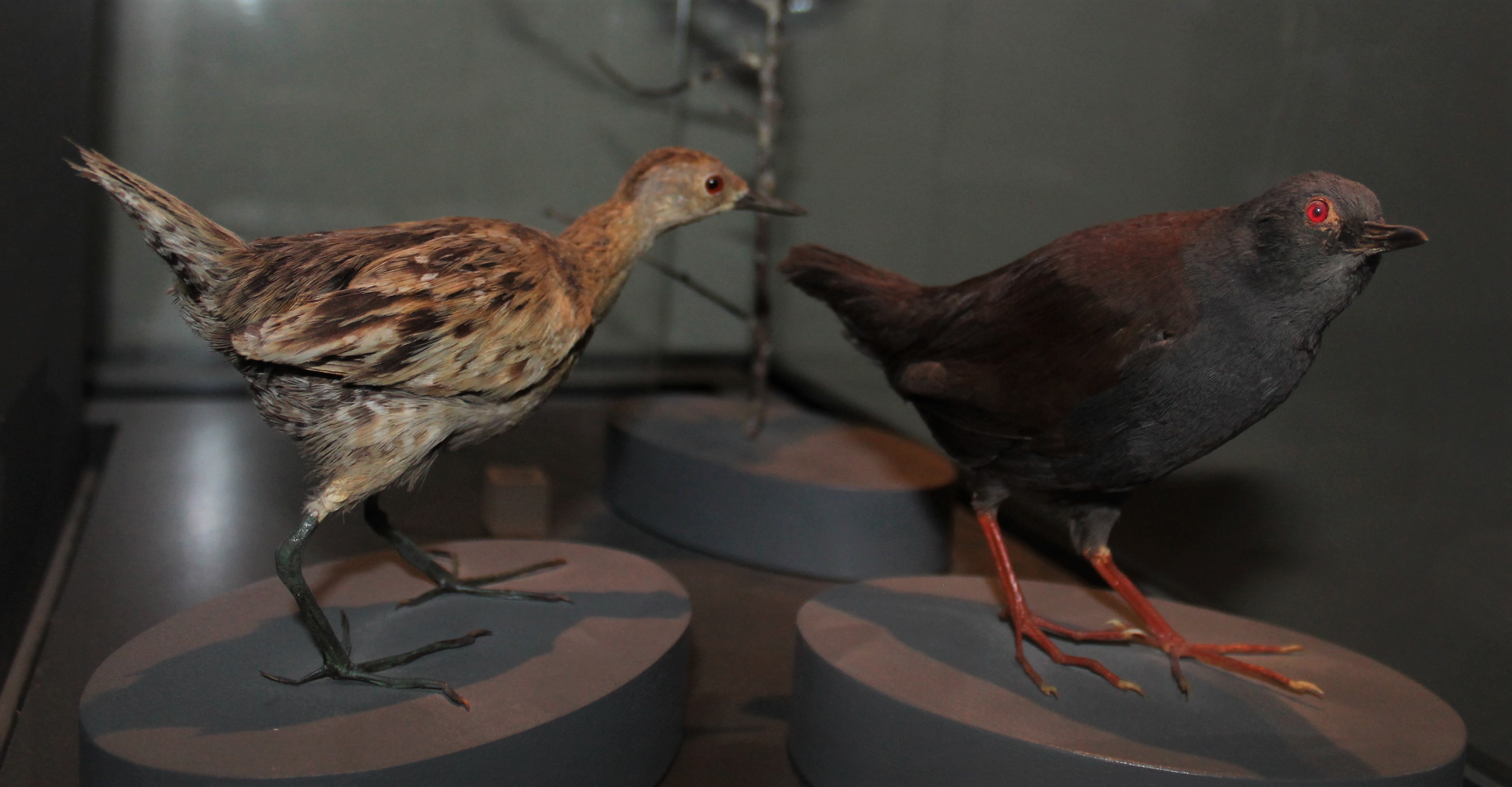 Comparative display for two New Zealand crake species
