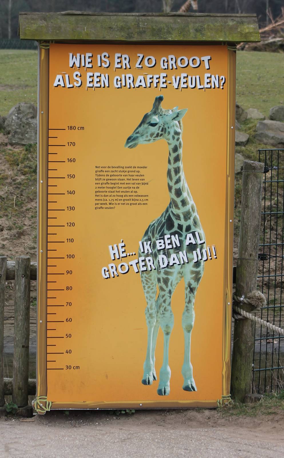Compare-sign Giraffe-calf vs human
