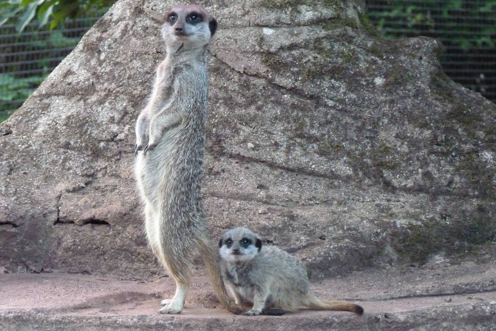 Compare the Meerkats, September 2014