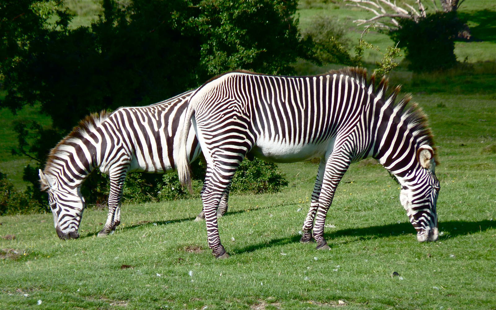 Compare the Zebra