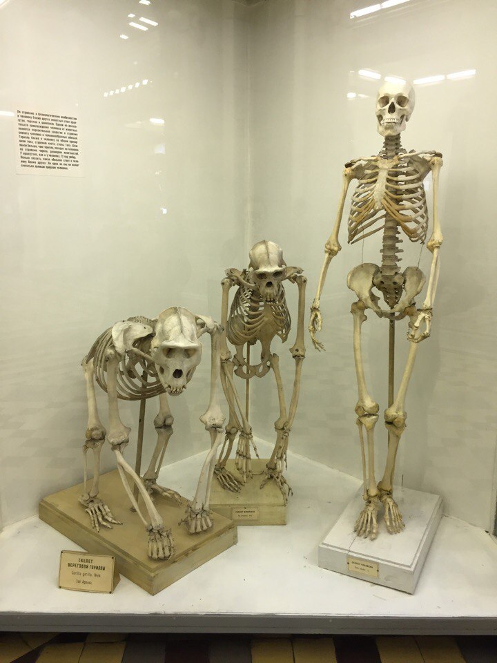 Comparison between Gorilla, Chimpanzee and Human skeletons