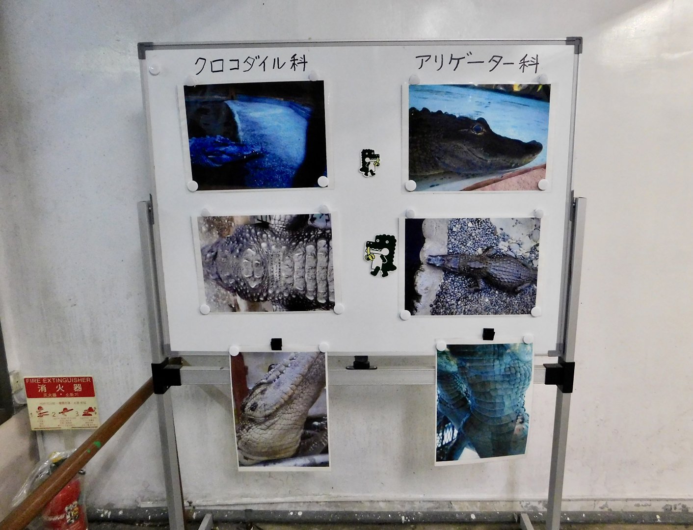 Comparison of Crocodylidae and Alligatoridae December 6, 2025