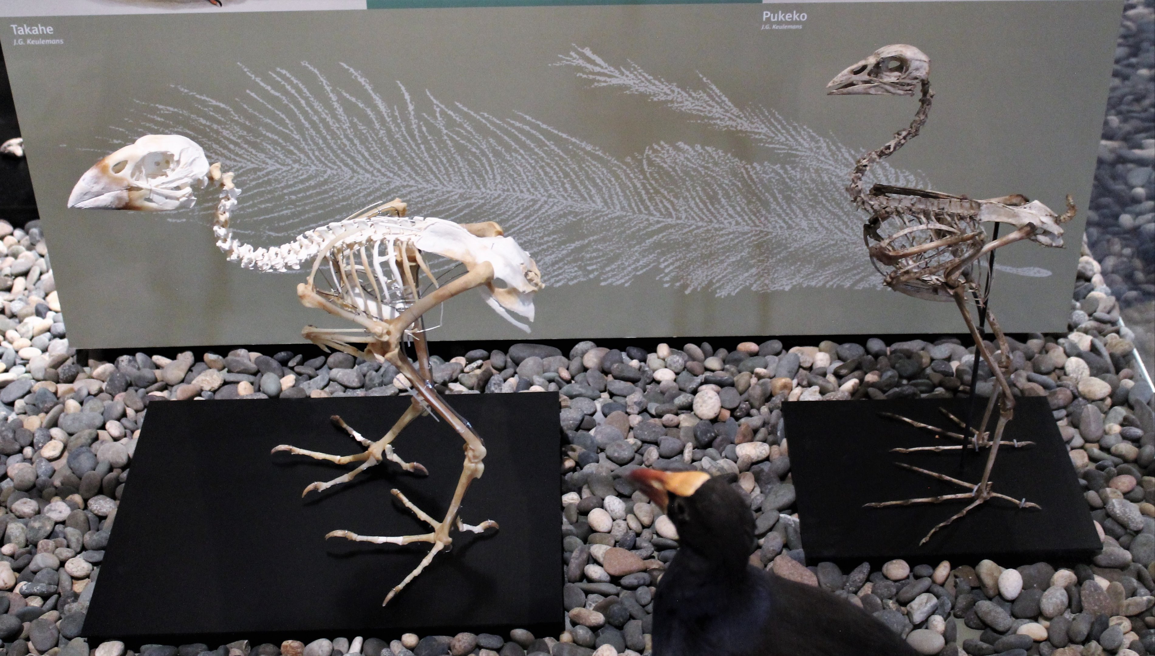 Comparison of Takahe and Pukeko skeletons, Otago Museum