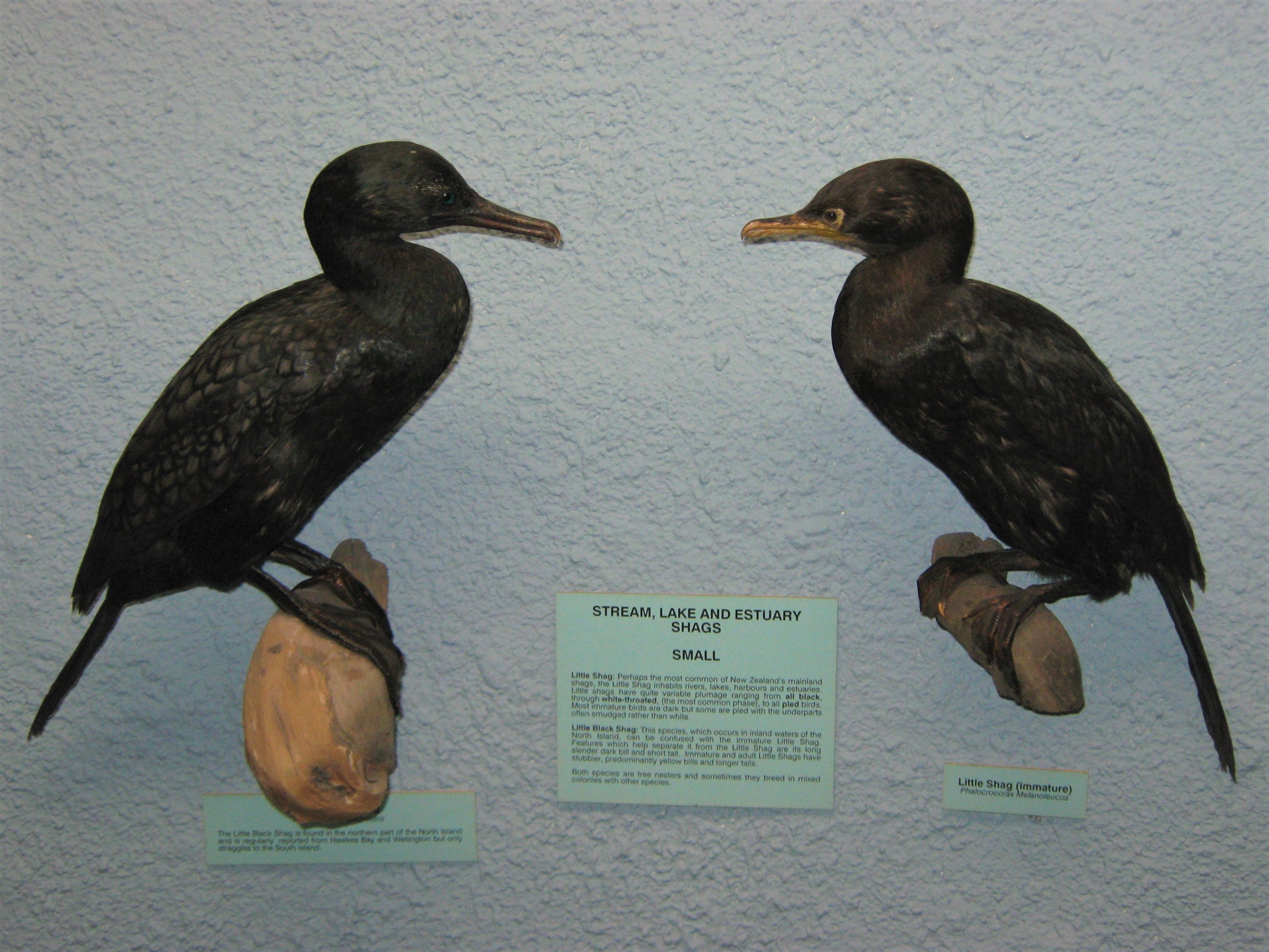 Comparison of two New Zealand cormorant species