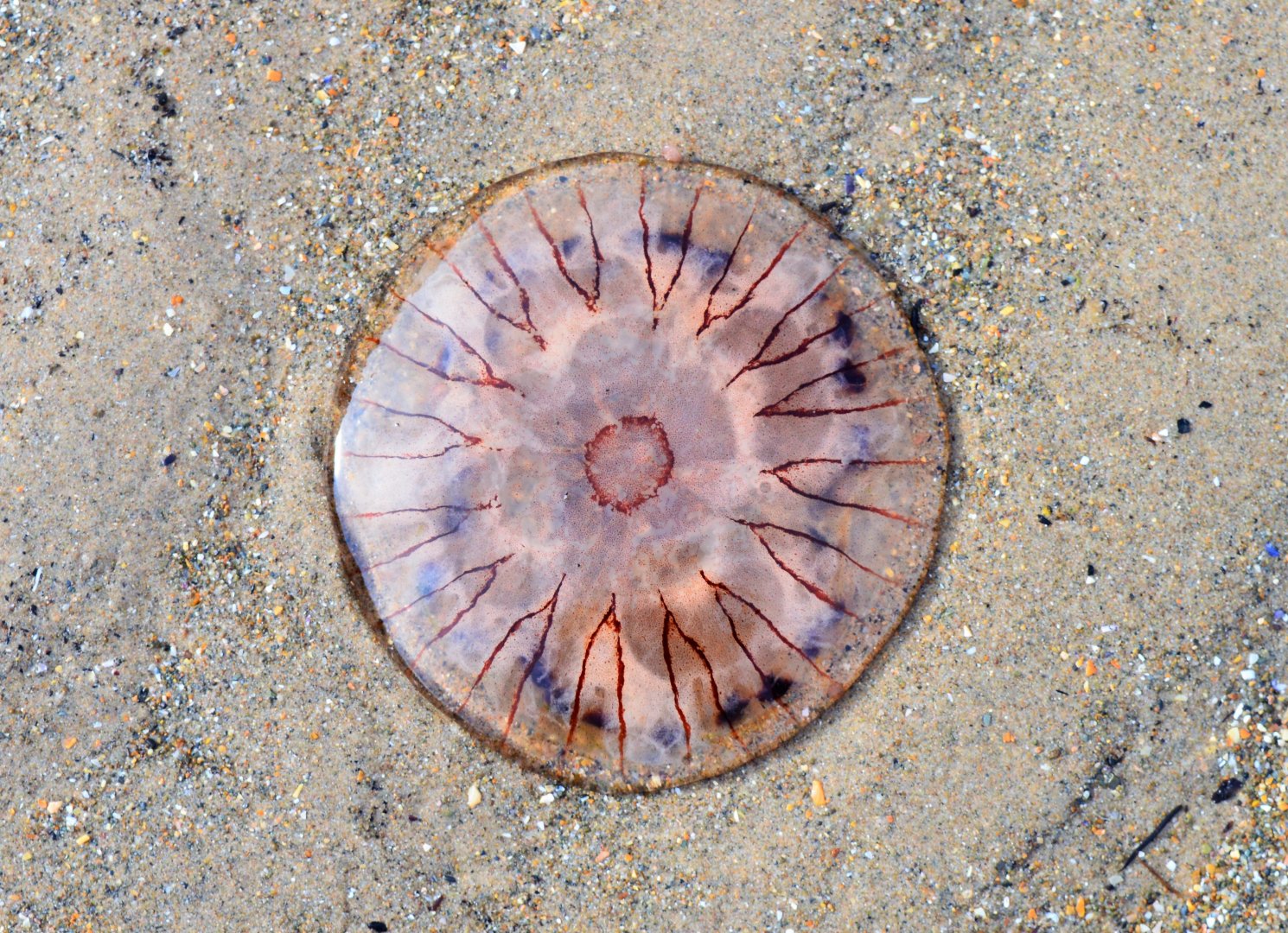 Compass Jellyfish (Chrysaora hysoscella)