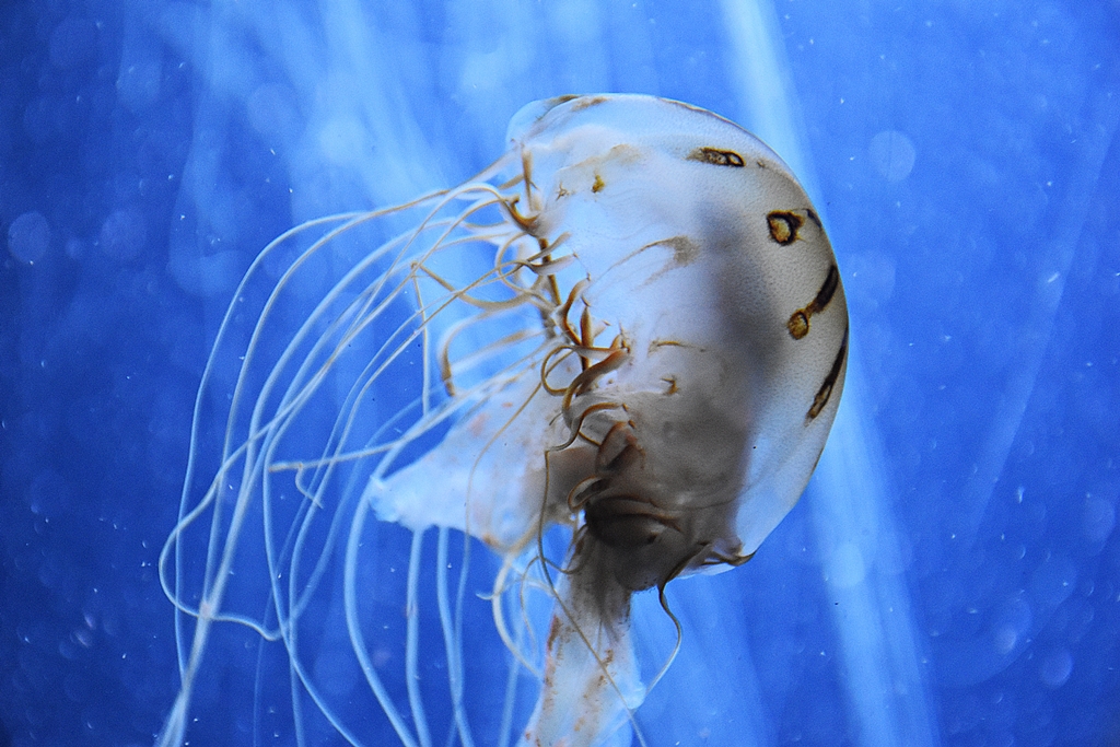 compass jellyfish