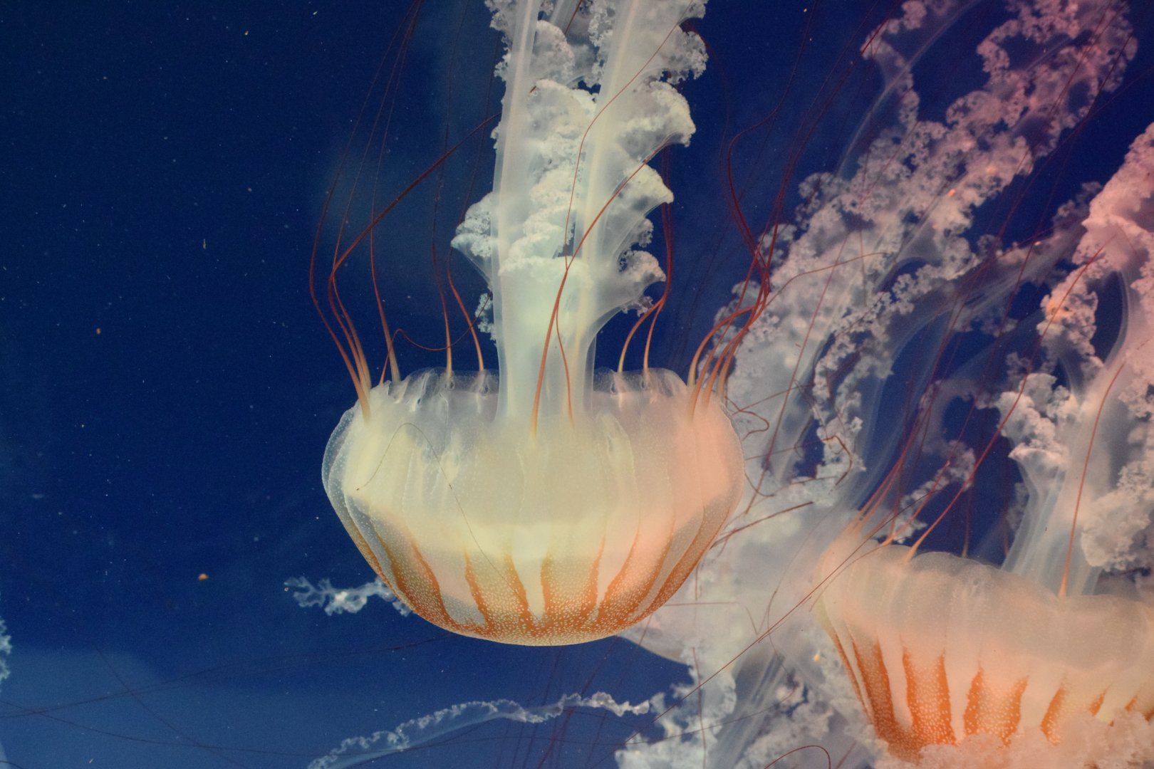 Compass jellyfish