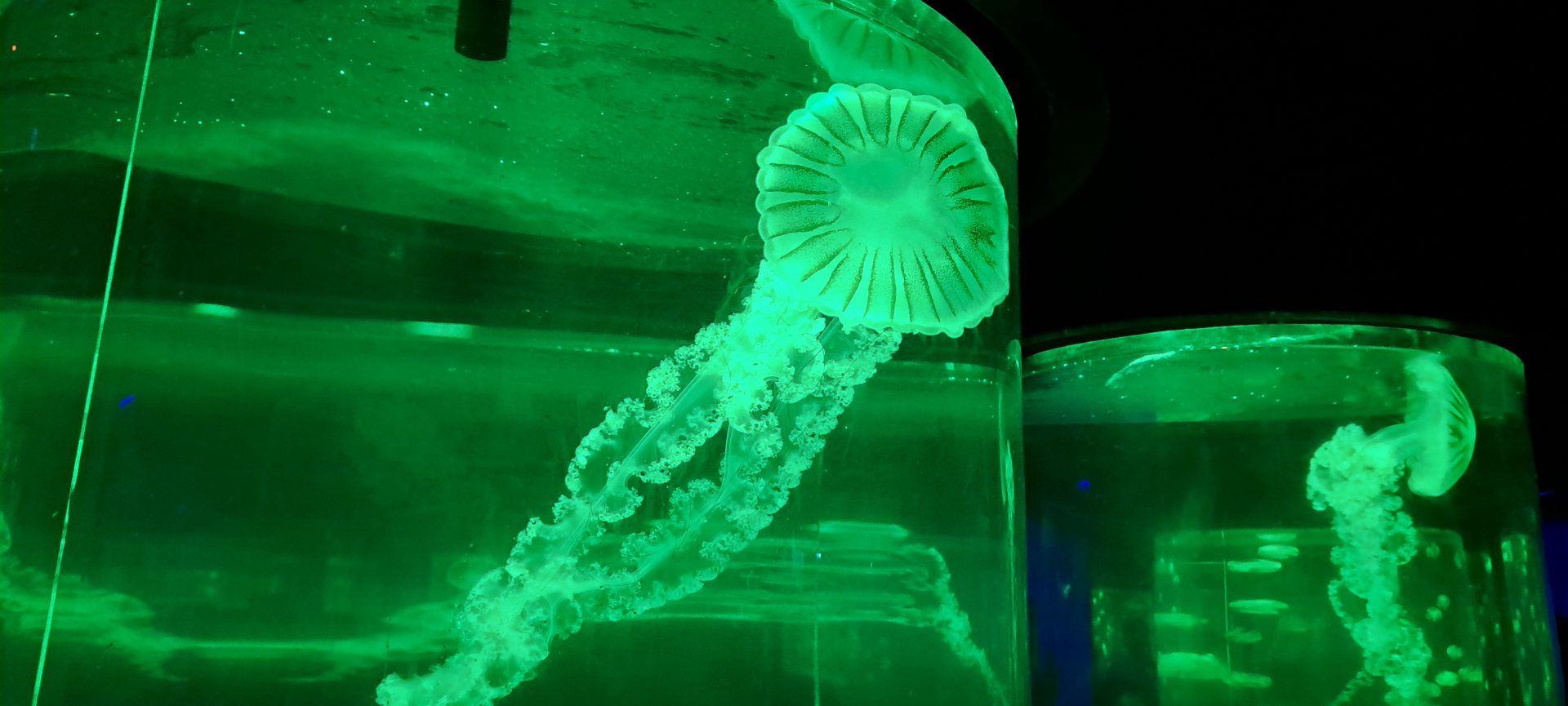 Compass Jellyfish