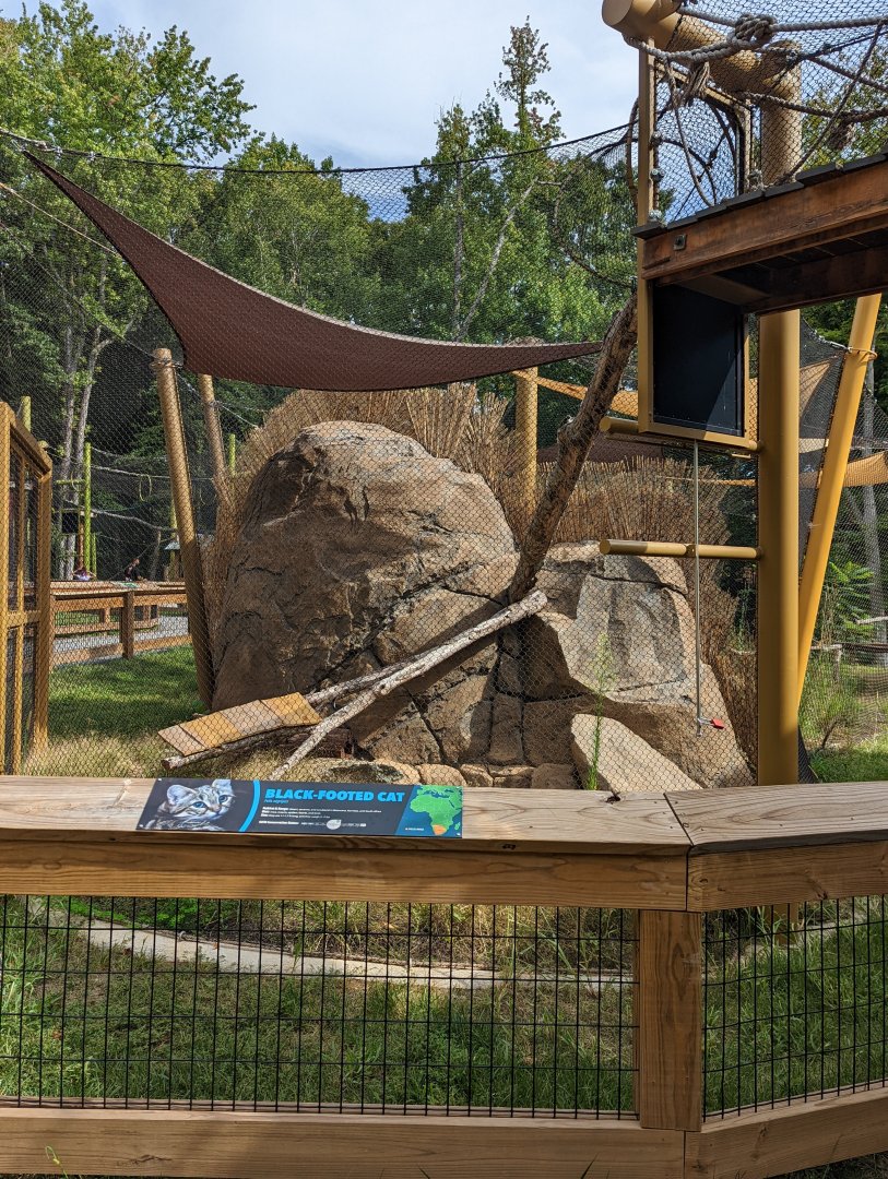 Completed Black-footed Cat outdoor habitat