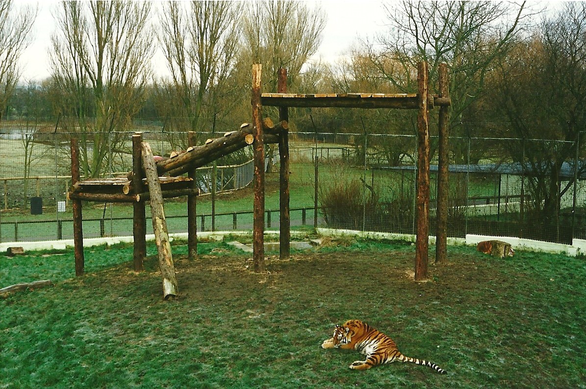Completed platform for Siberian Tigers 18th December 1999