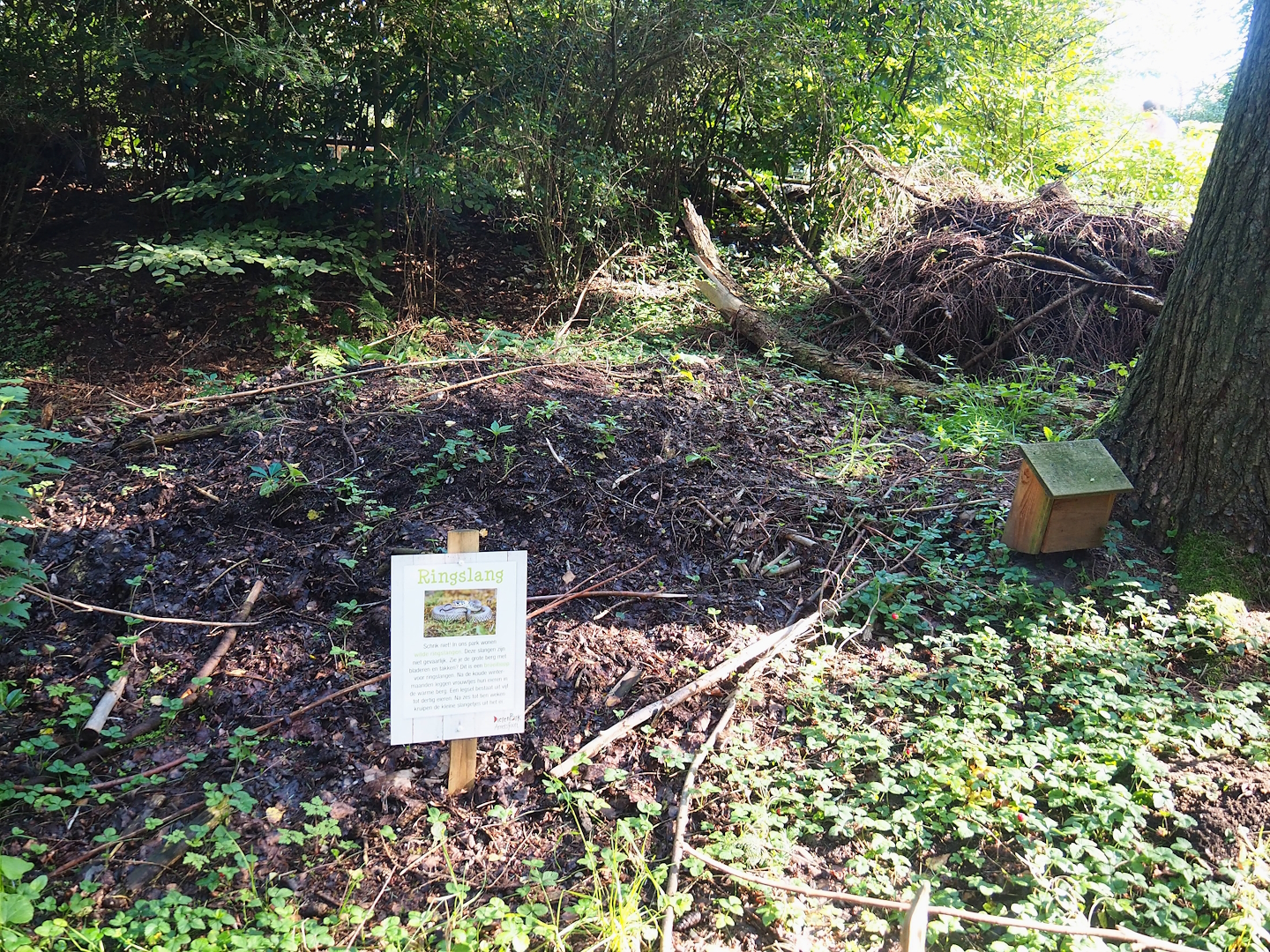 Compost heaps for native barred grass snakes living on zoos grounds, 2023-09-24