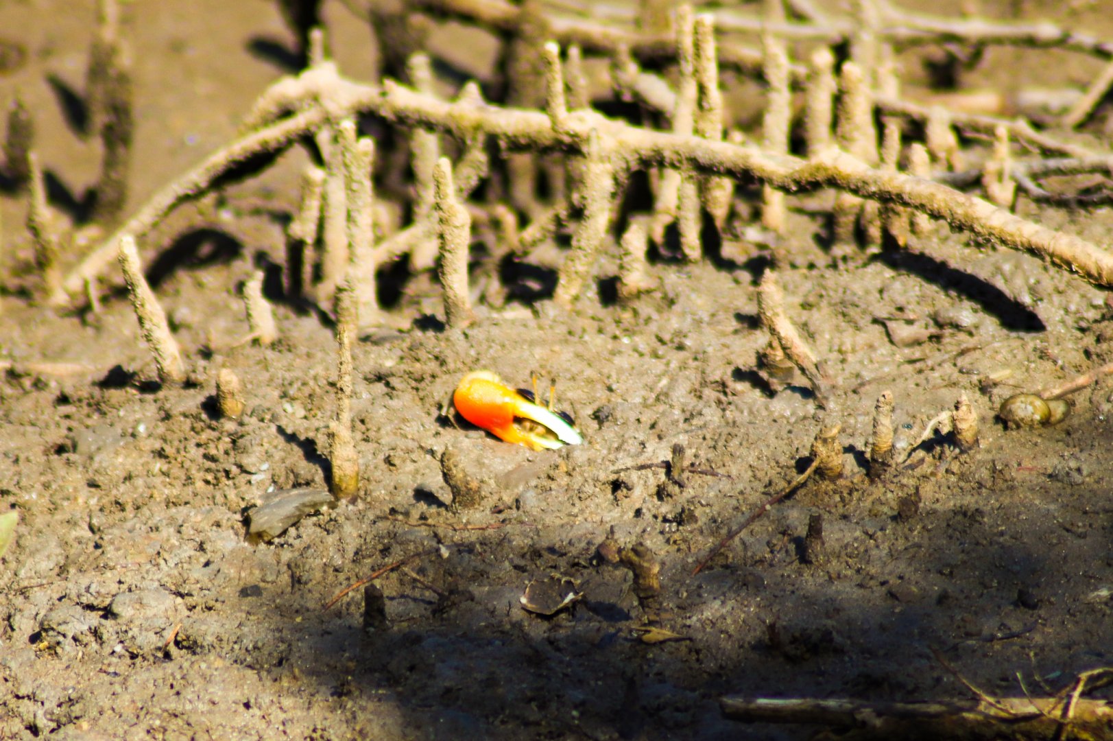 Compressed Fiddler Crab (Tubuca coarctata)