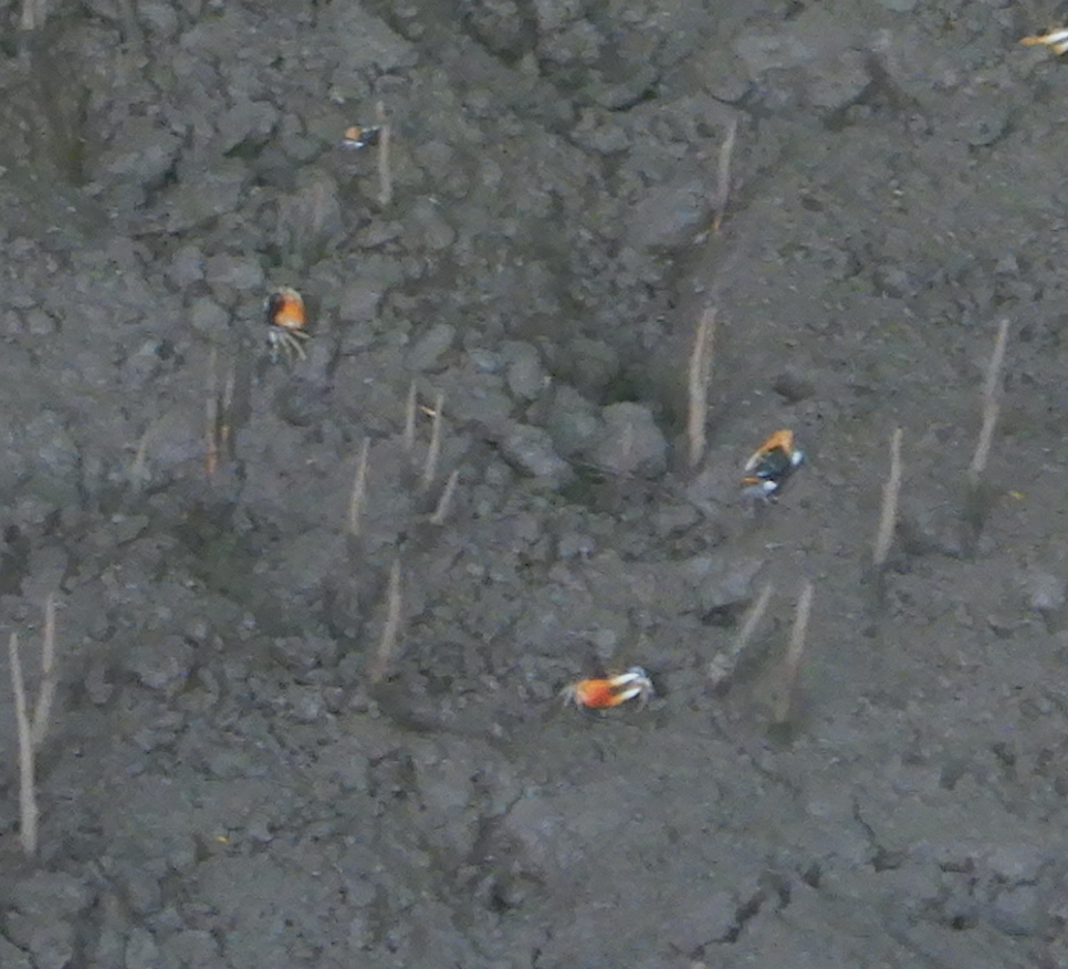 Compressed Fiddler Crab