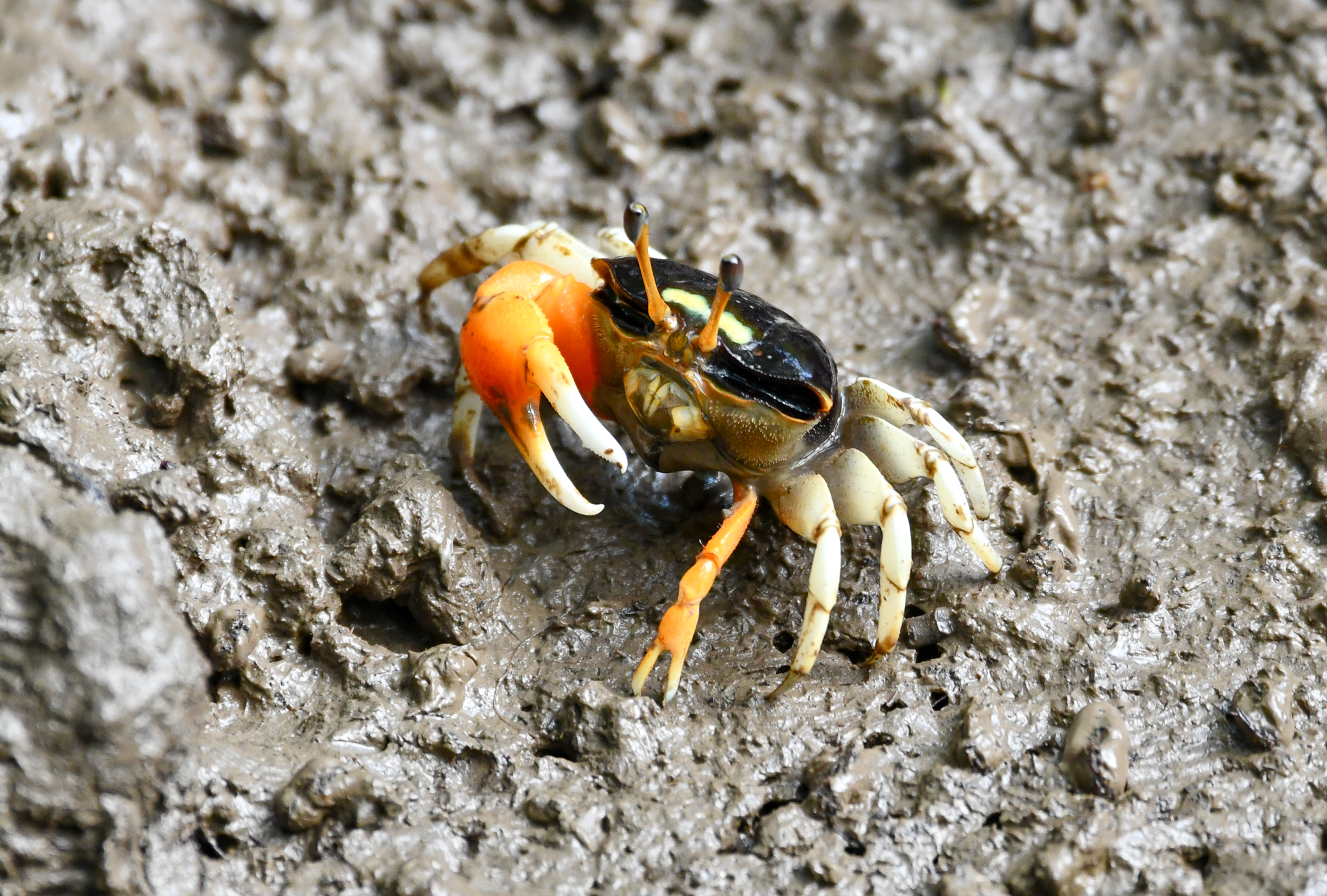 Compressed Fiddler Crab