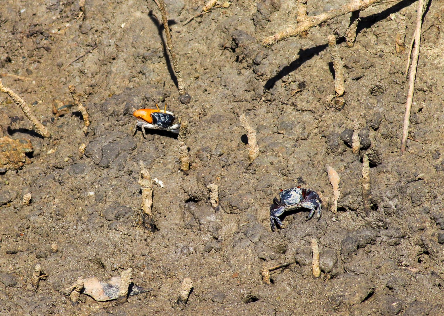 Compressed Fiddler Crabs (Tubuca coarctata)