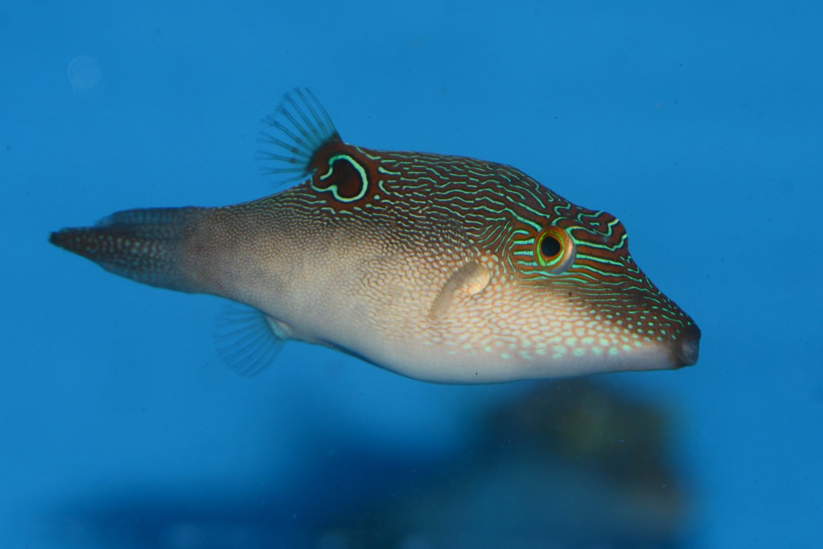 Compressed toby (Canthigaster compressa)