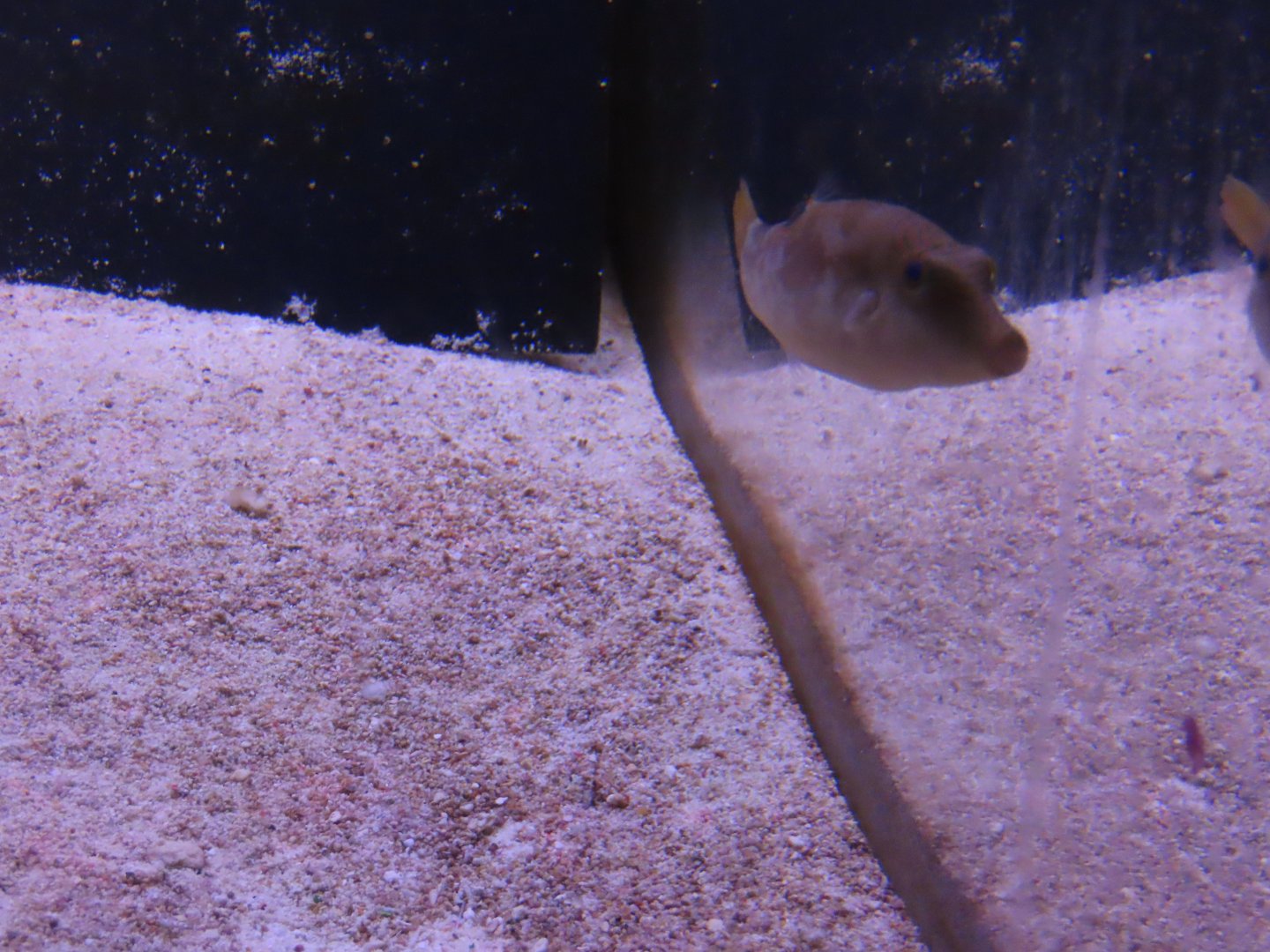 Compressed toby (Canthigaster compressa)